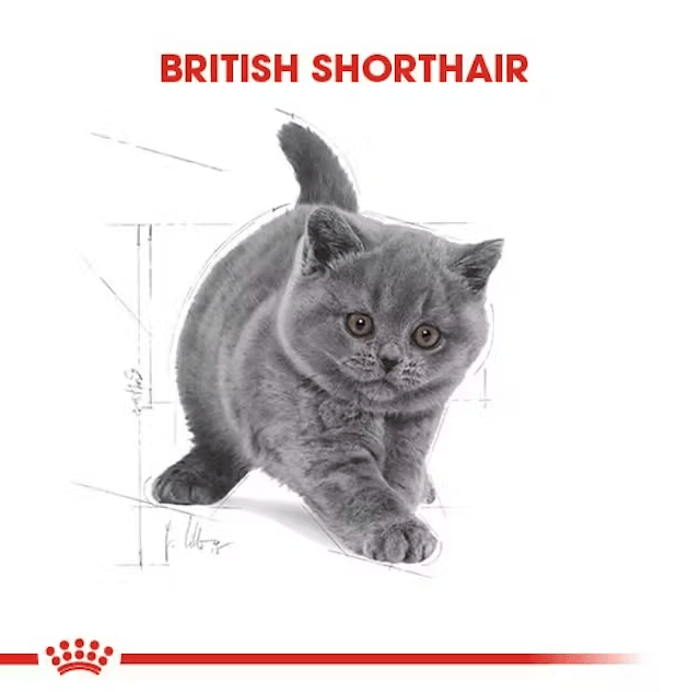 Royal Canin British Shorthair Kitten Yavru Kedi Maması