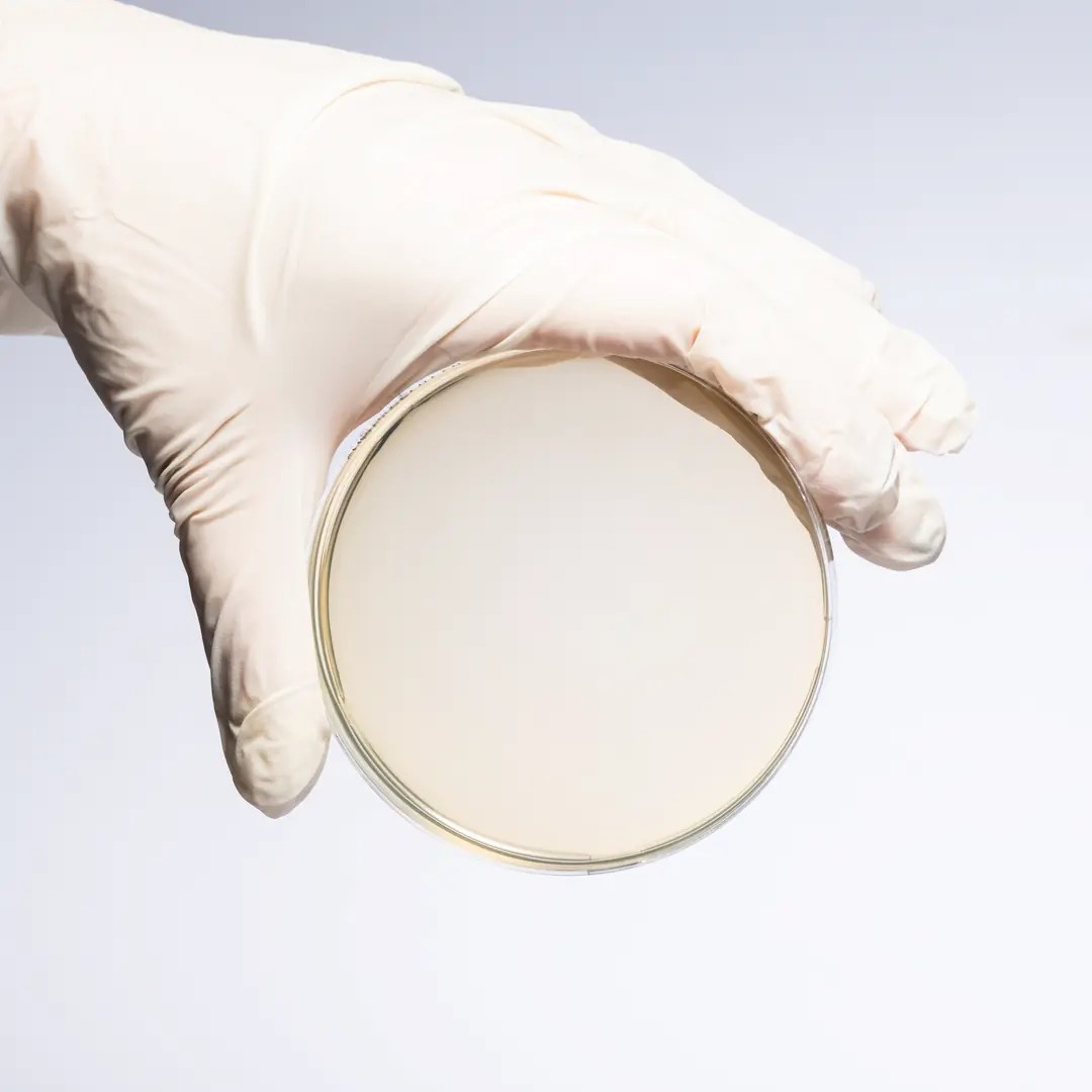 CHROMOGENIC CAMPYLOBACTER AGAR
