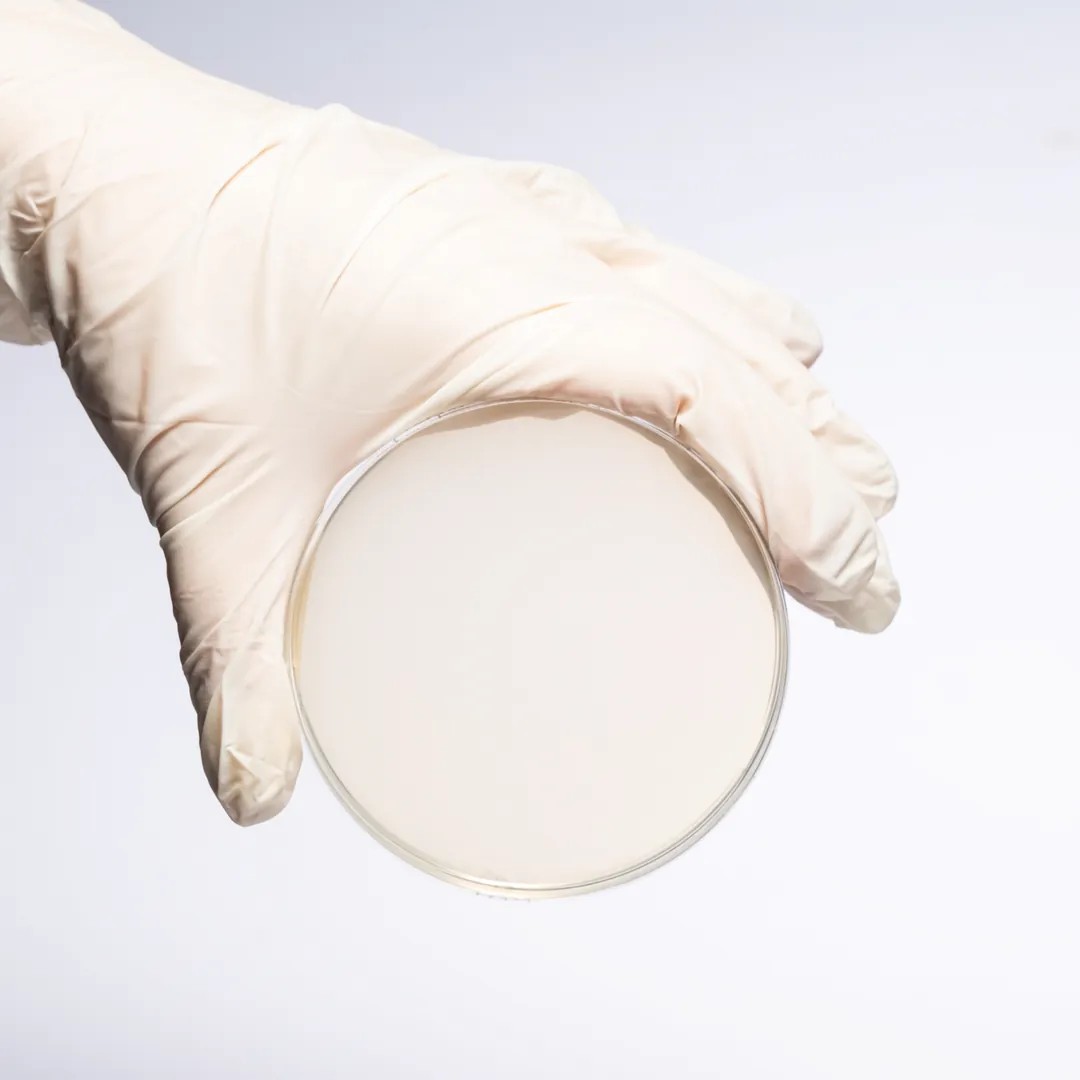 Hazır Chromogenic KPC Besiyeri