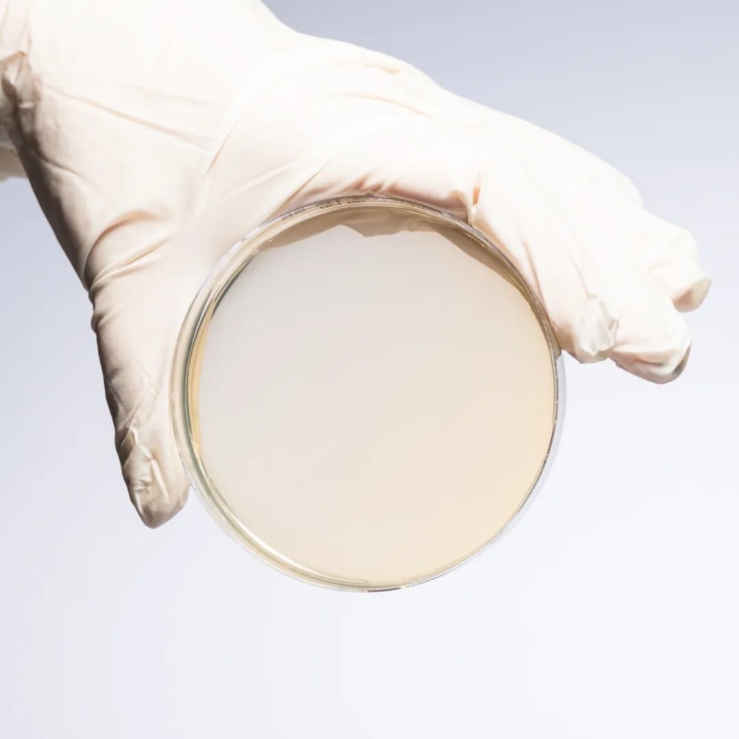 Hazır Chromogenic UTI Besiyeri