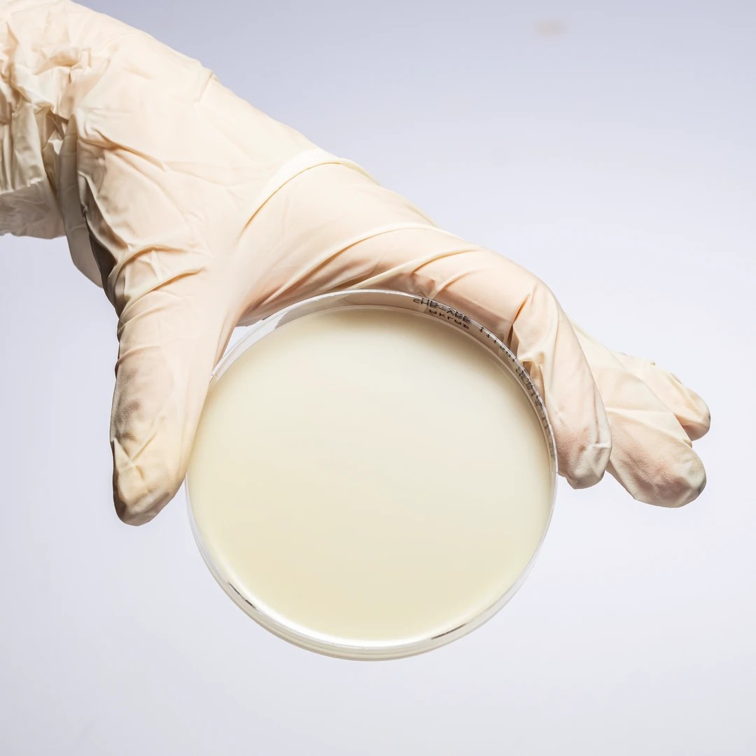 Hazır Chromogenic VRE Besiyeri