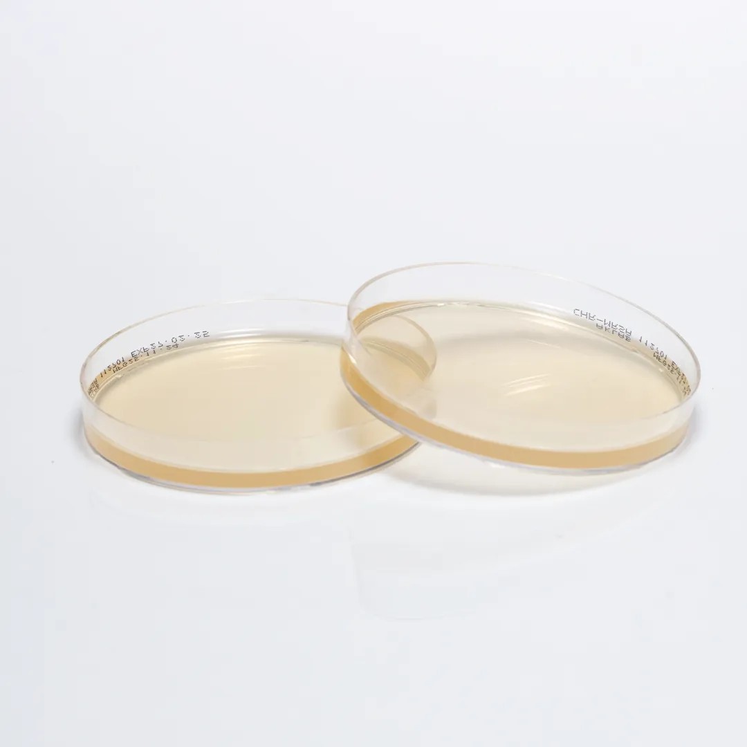 Hazır Chromogenic MRSA Besiyeri