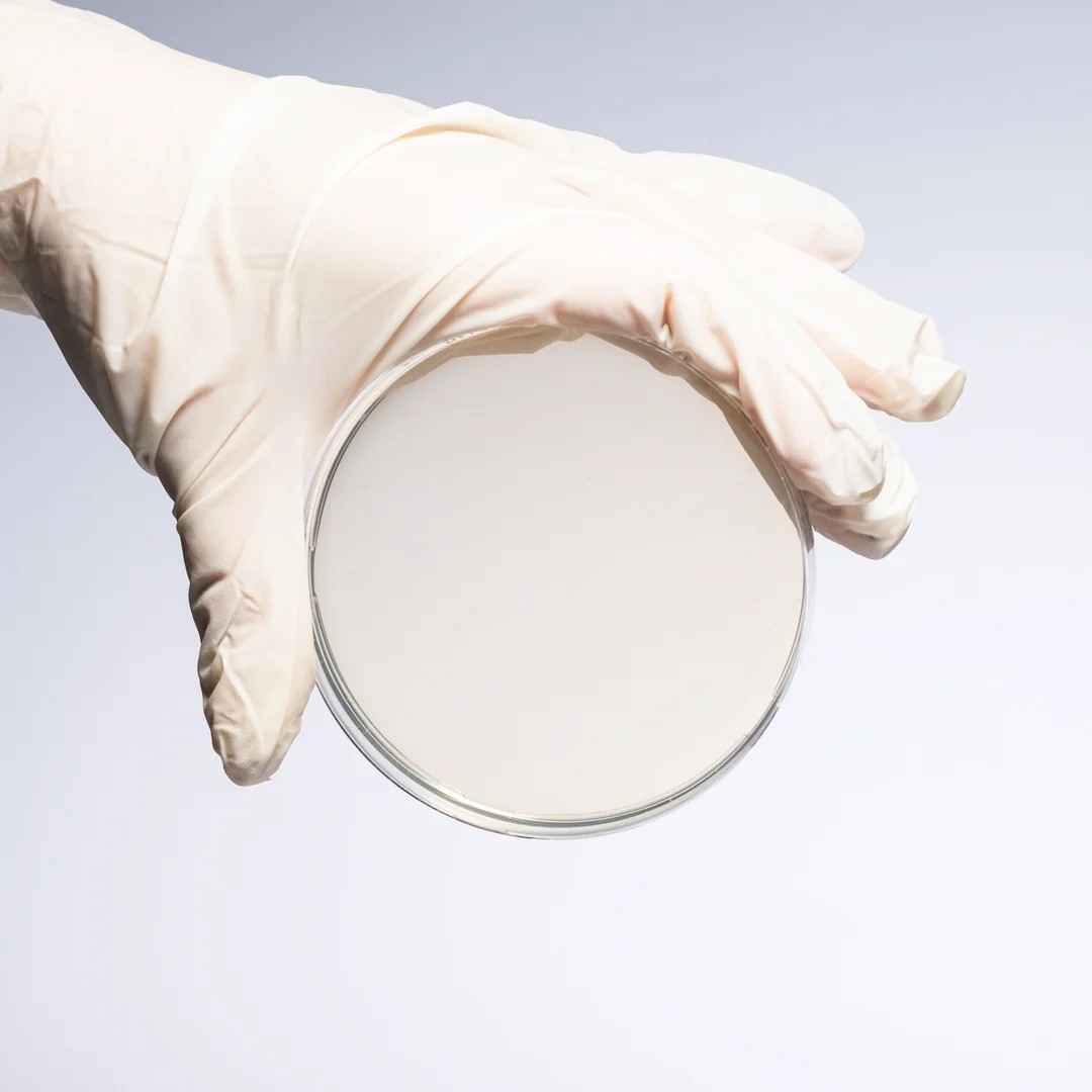 Hazır Sabouraud Dextrose + Cycloheximide Besiyeri