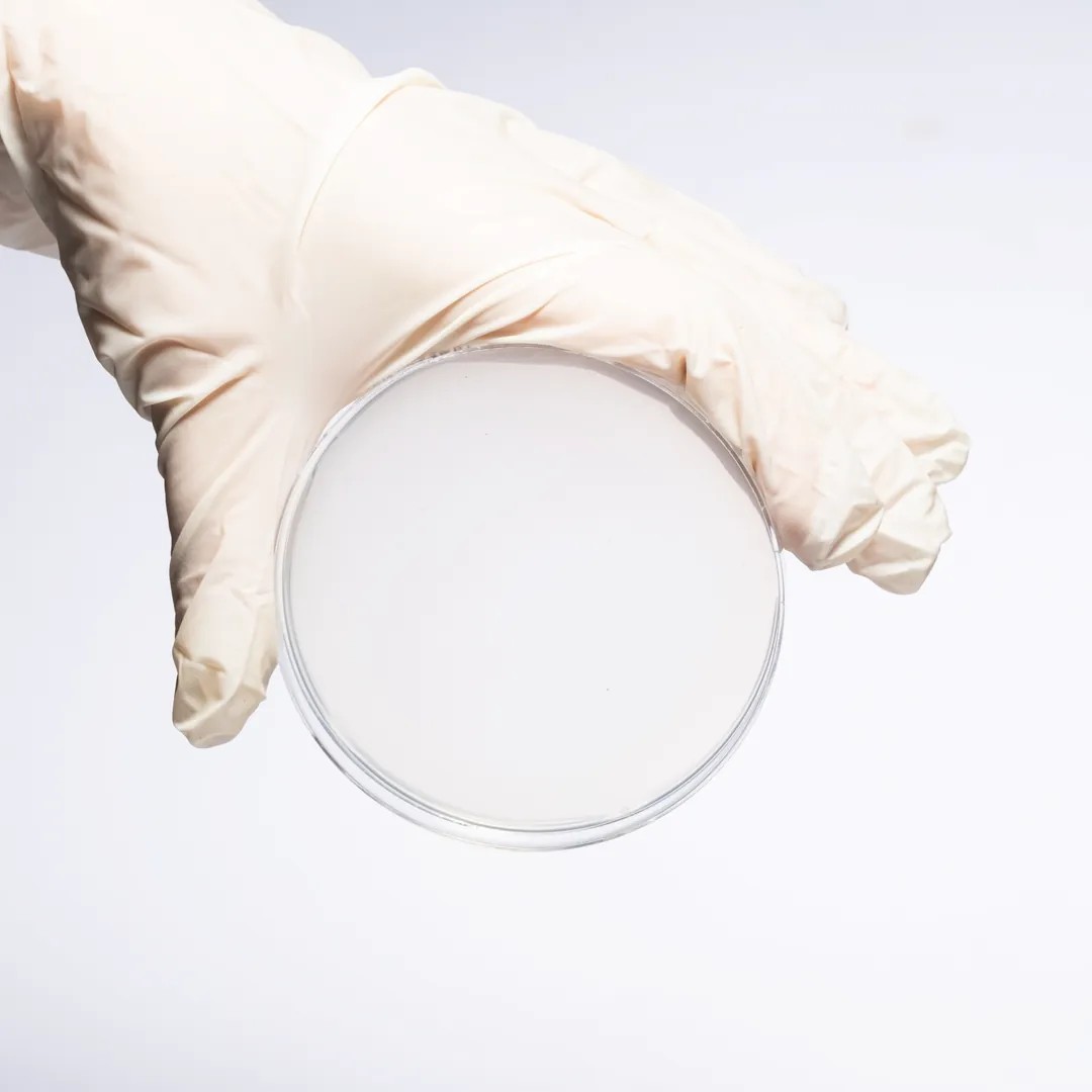 CORN MEAL AGAR