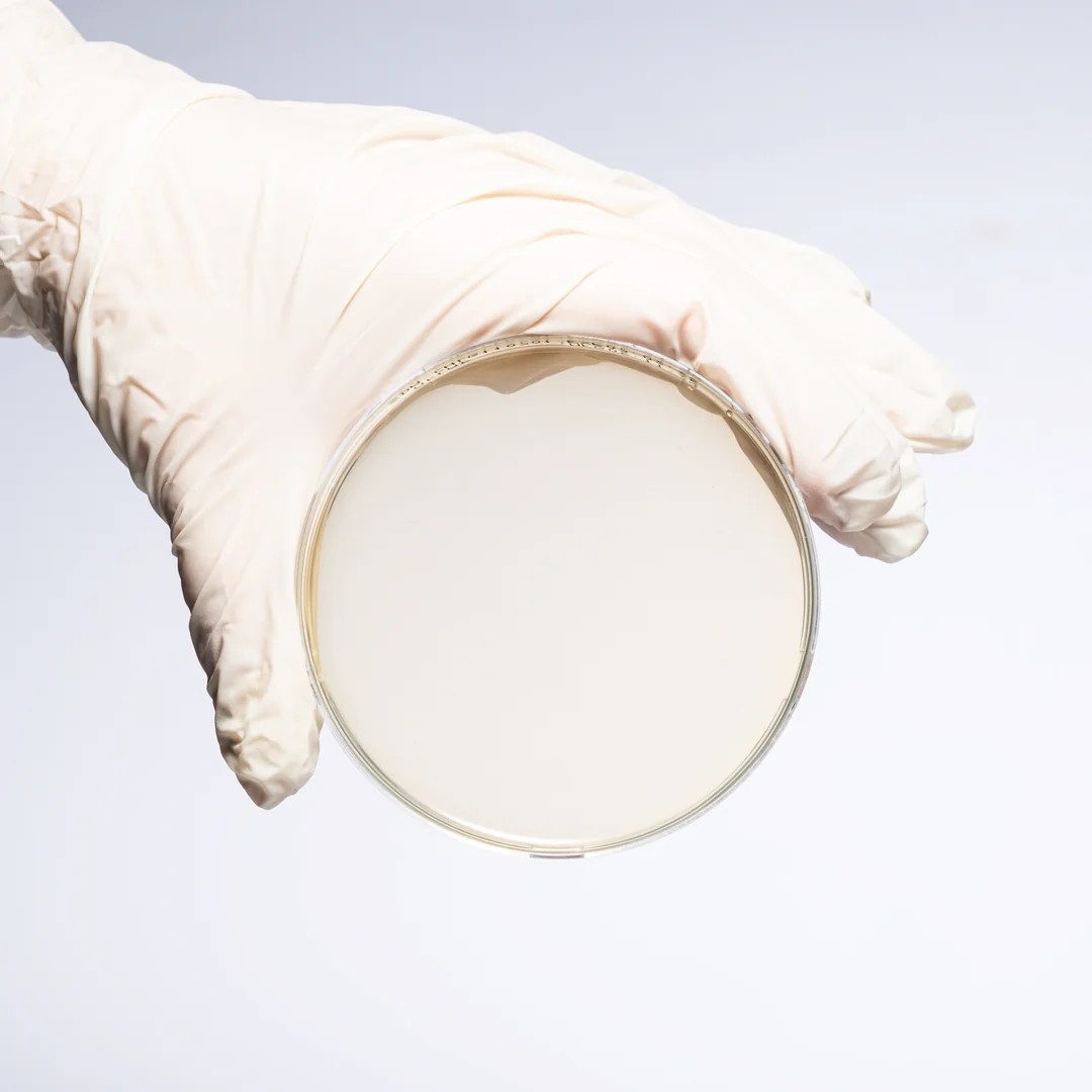 SABOURAUD DEXTROSE AGAR + GENTAMICIN + CHLORAMPHENICOL AGAR