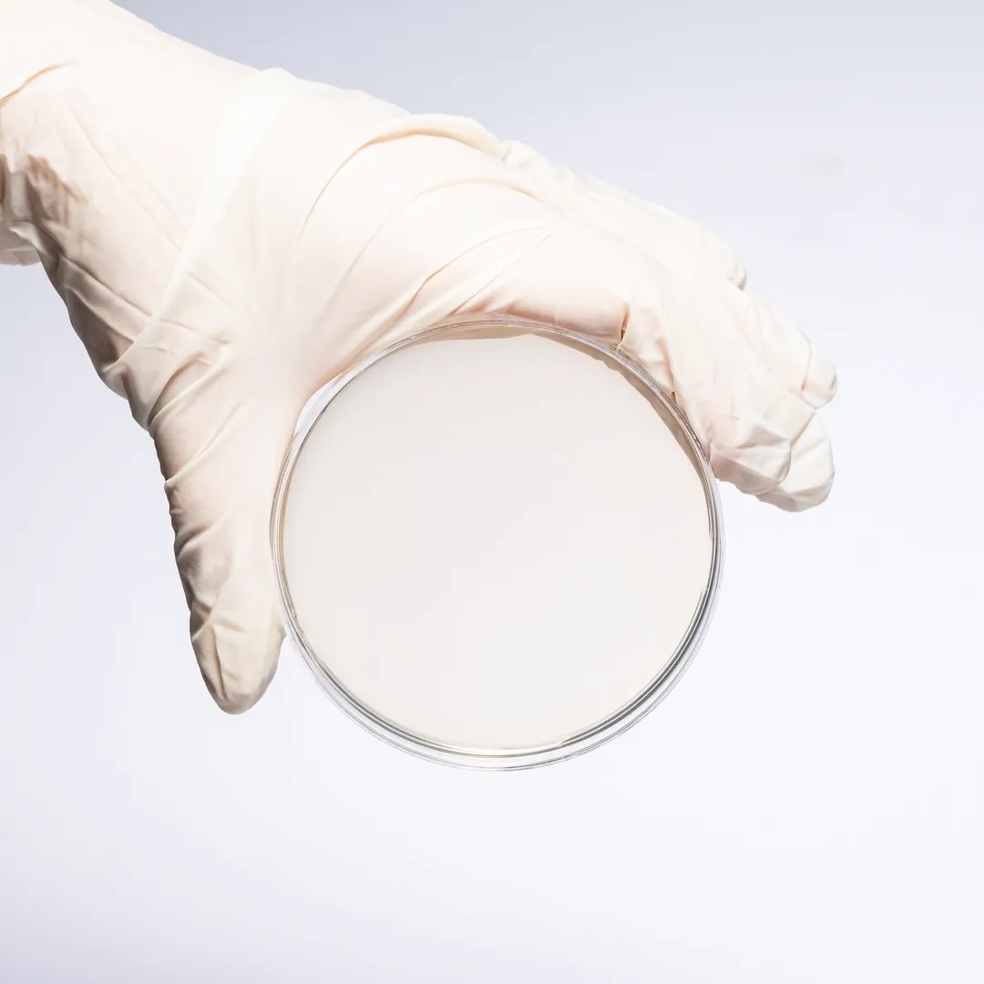 Hazır Chromogenic MRSA Besiyeri
