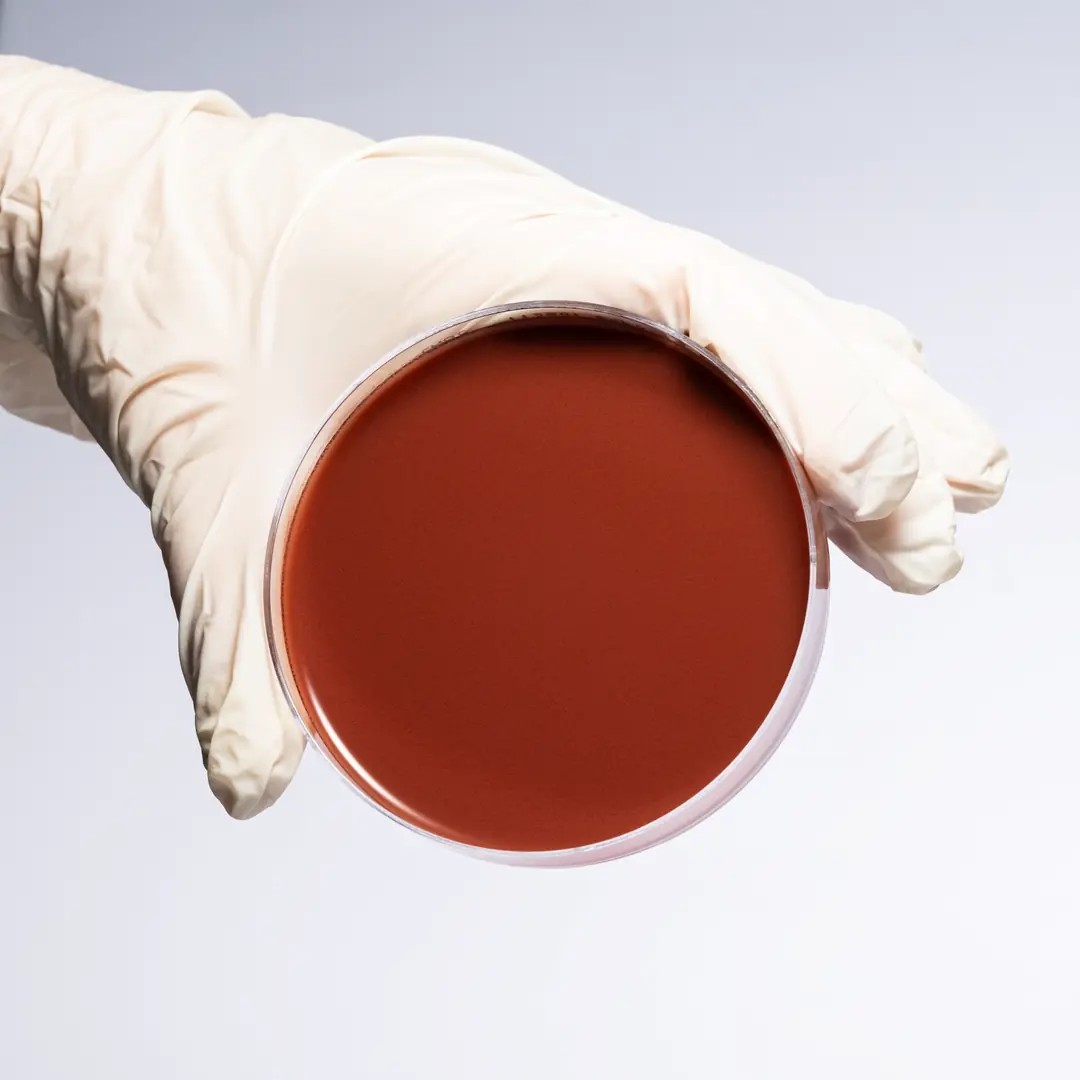PREPARED CHOCOLATE AGAR
