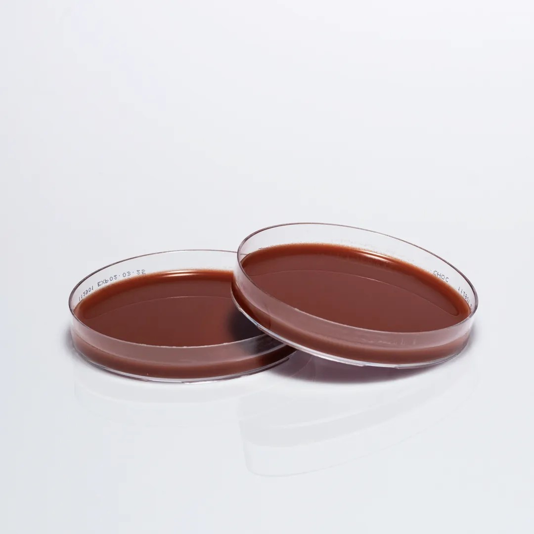 PREPARED CHOCOLATE AGAR