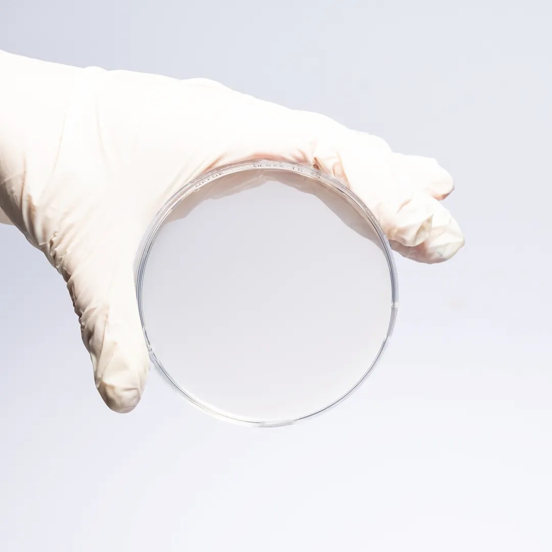 Hazır Chromogenic Candida Besiyeri