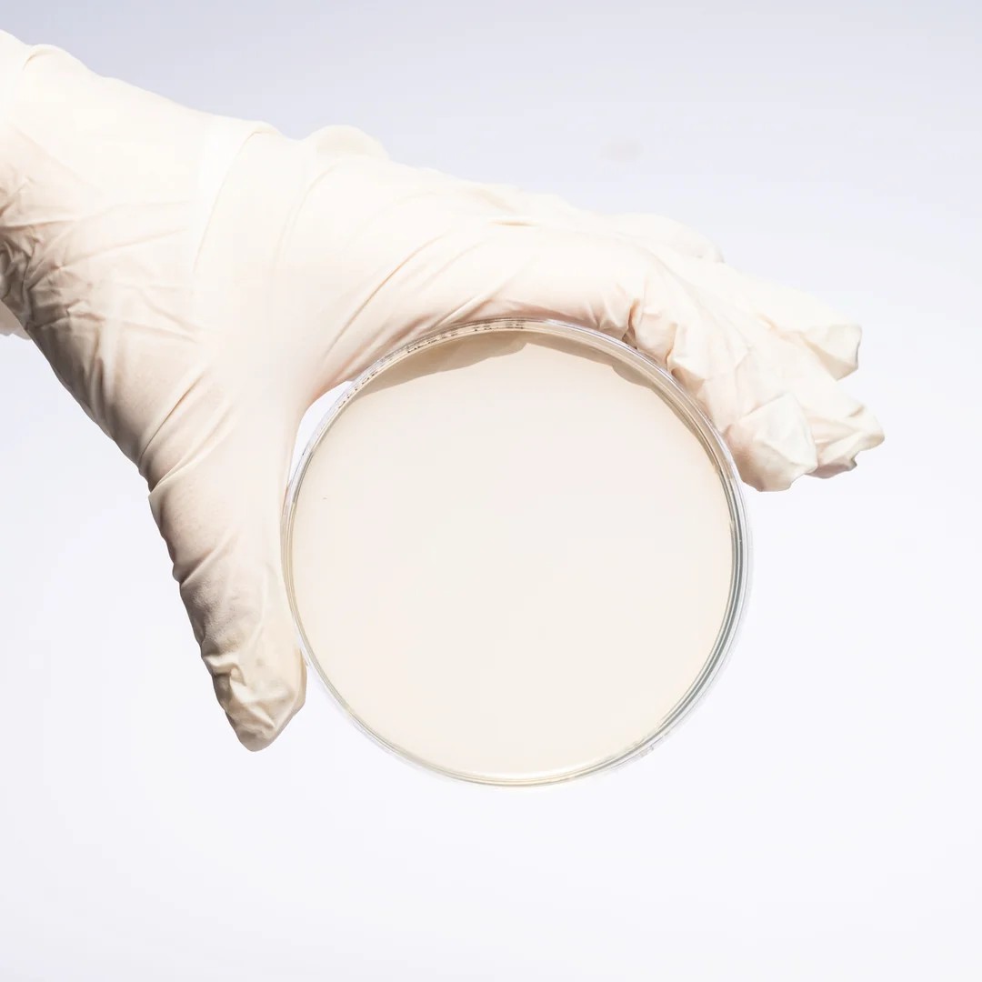 MUELLER HINTON AGAR, 90 MM PETRI DISH