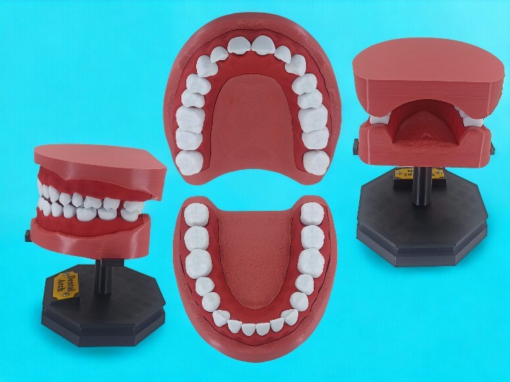 Dental Tasarım Çene Diş Sunum Maket Hediye 15 cm