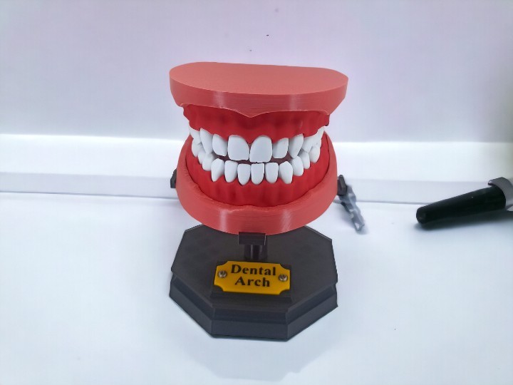 Dental Tasarım Çene Diş Sunum Maket Hediye 15 cm