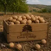 Dalından Taze Süt Ceviz -  Yaş Ceviz ( SOYULMUS - KAHVERENGi DIS KABUGU İLE)