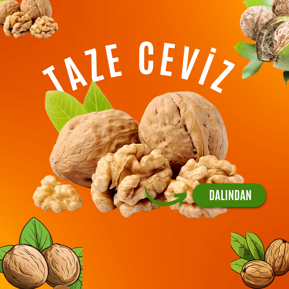 Dalından Taze Süt Ceviz -  Yaş Ceviz ( SOYULMUS - KAHVERENGi DIS KABUGU ILE)
