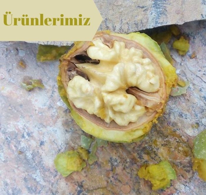 Dalından Taze Süt Ceviz -  Yaş Ceviz ( SOYULMUS - KAHVERENGi DIS KABUGU ILE)