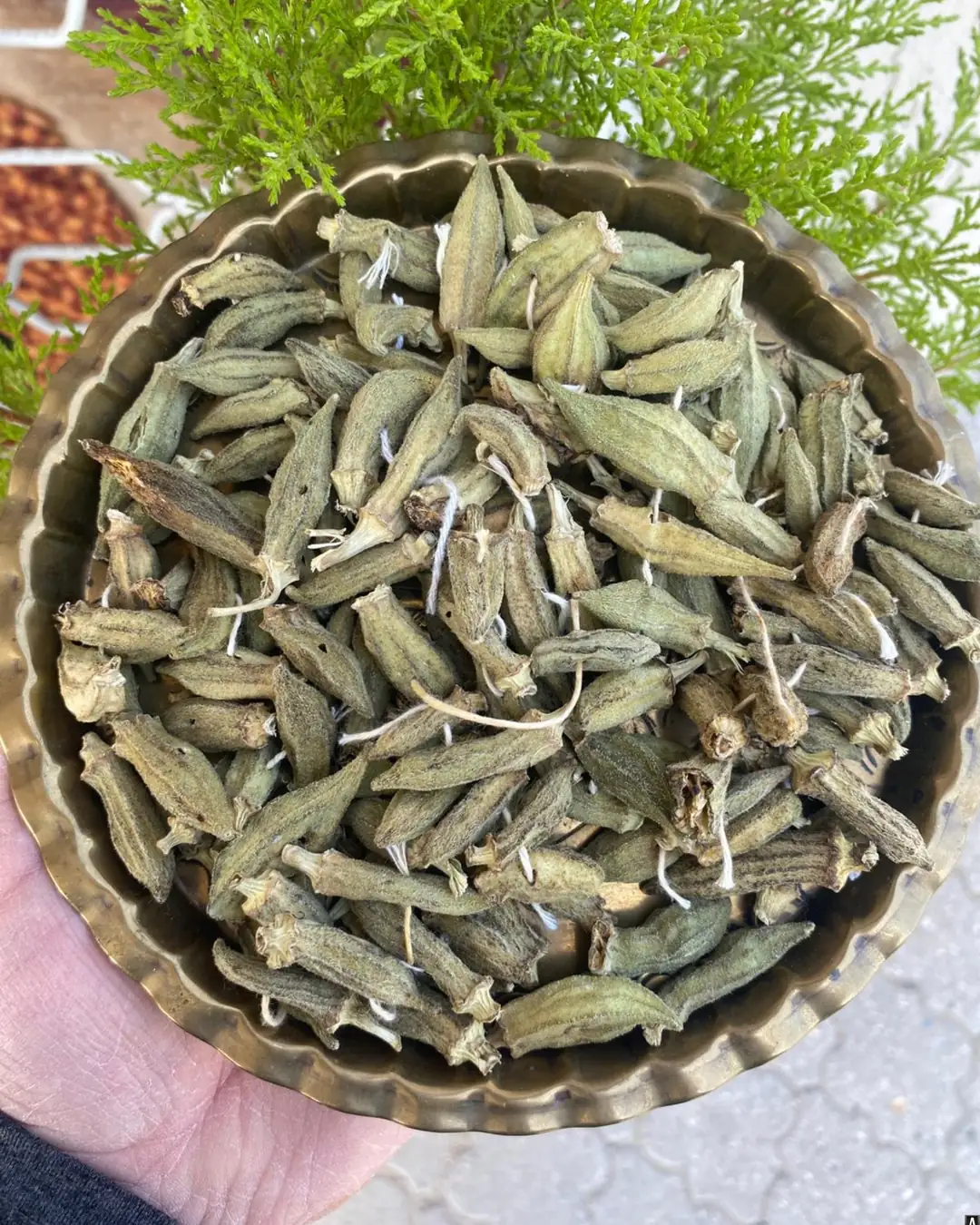 Bamya Kurusu - 1 Dizi