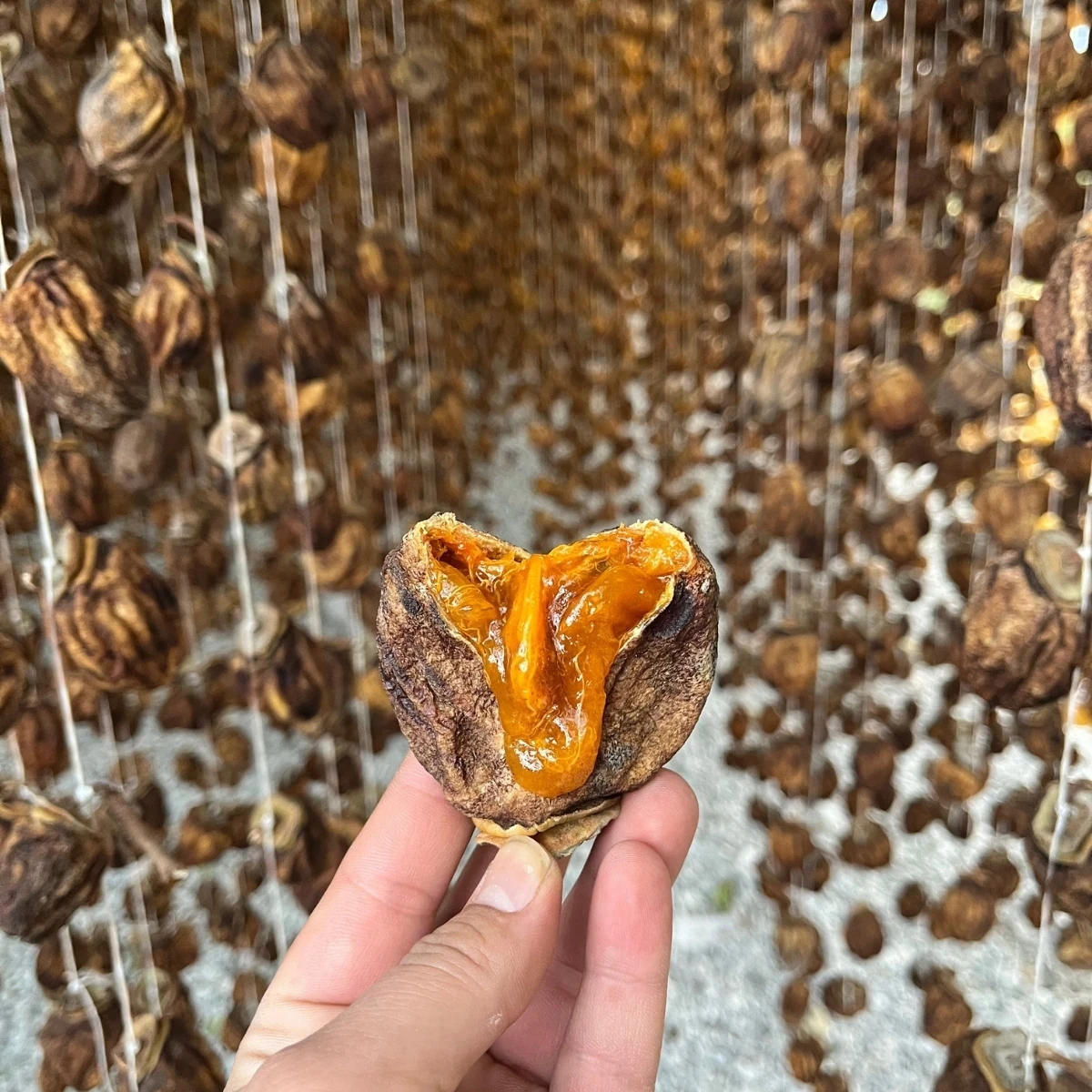 Cennet Hurması - Orta Boy