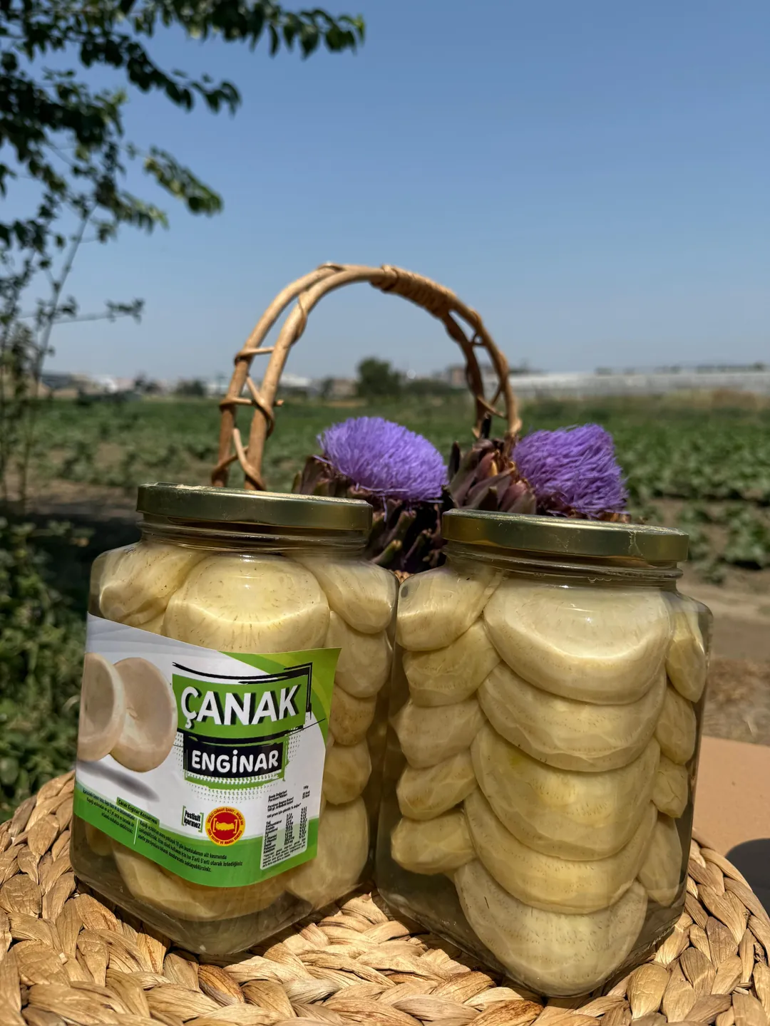 Çanak Enginar Konservesi