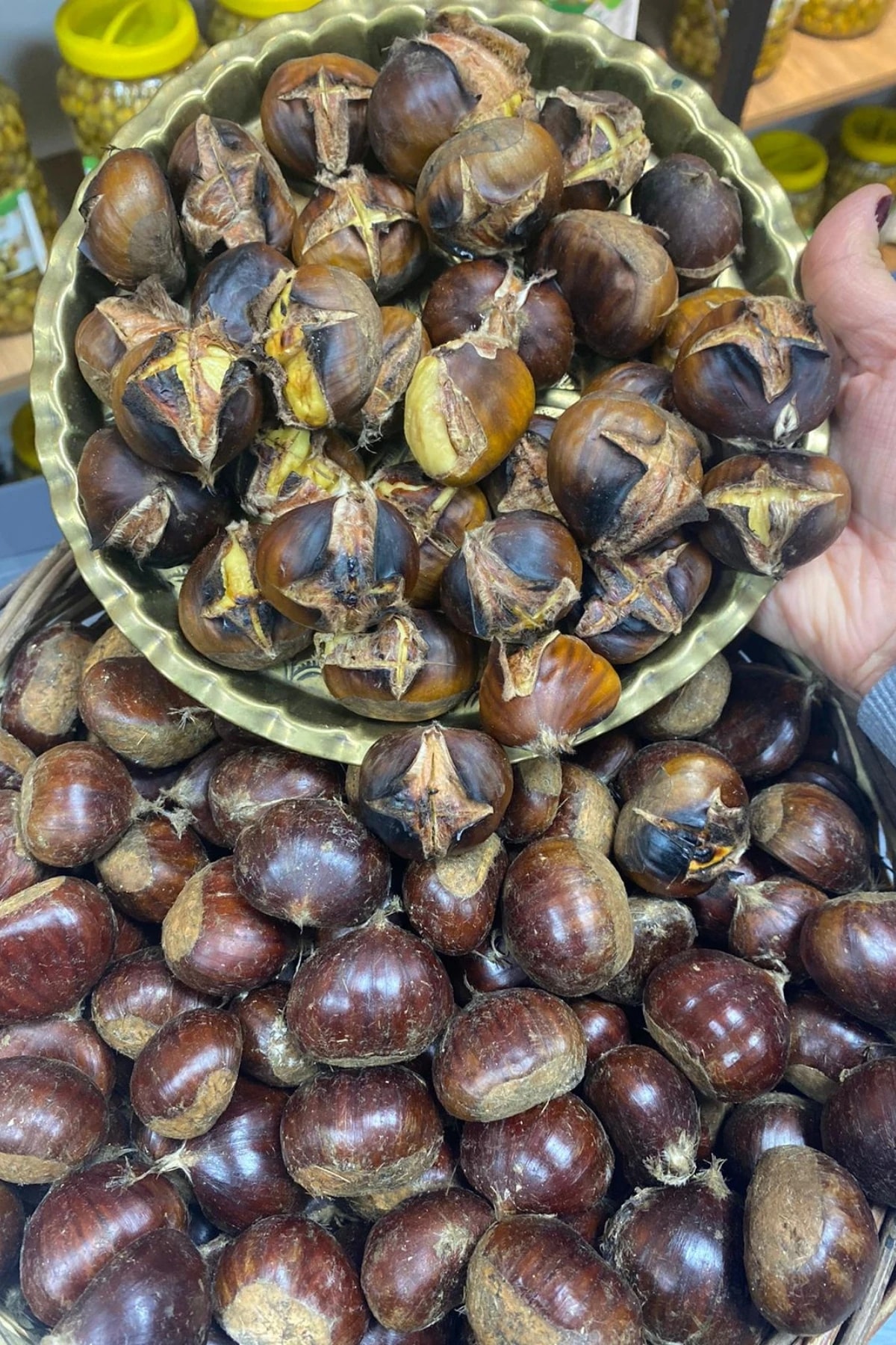 Şekerci Cinsi Kestane