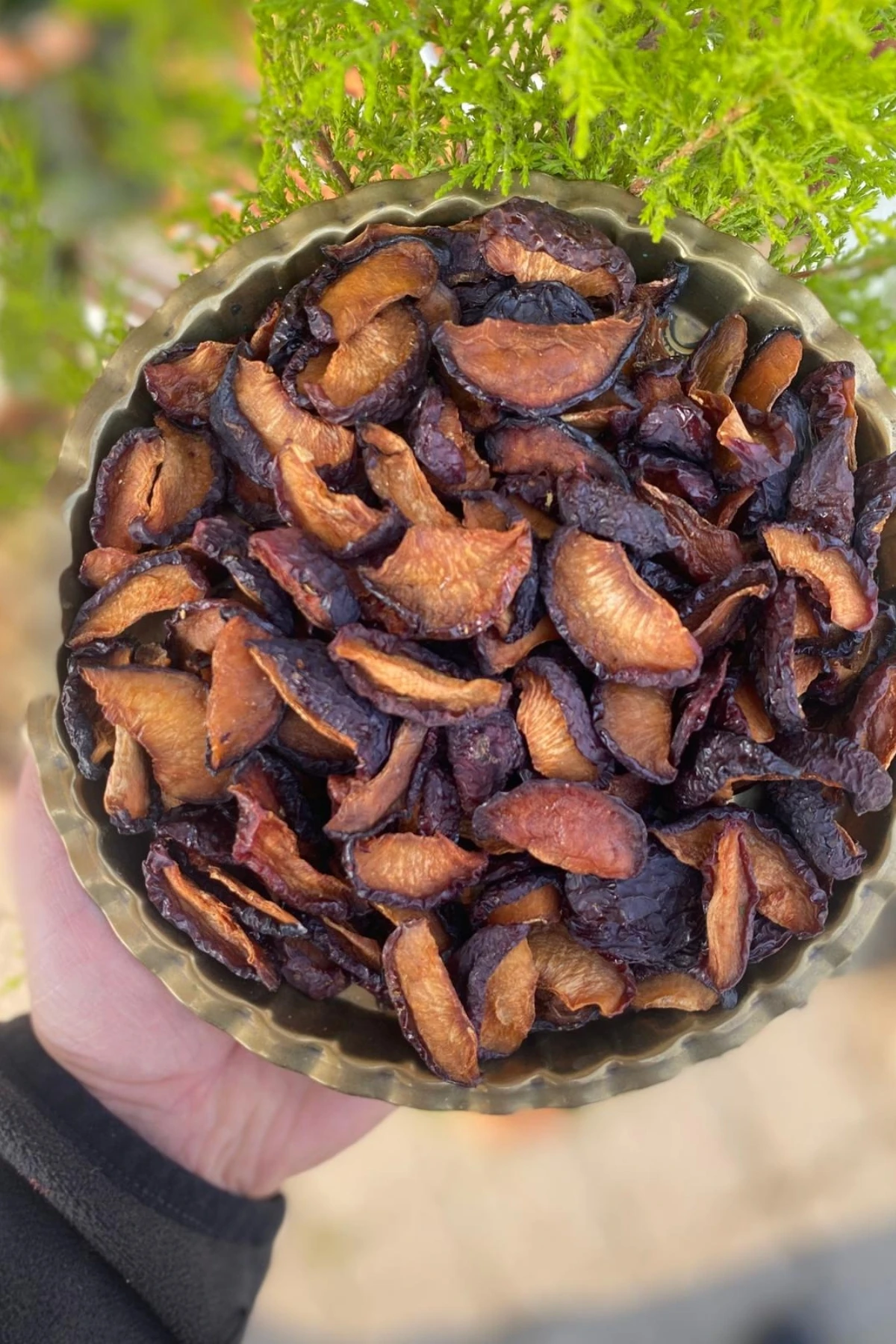 Mürdüm Erik Kurusu