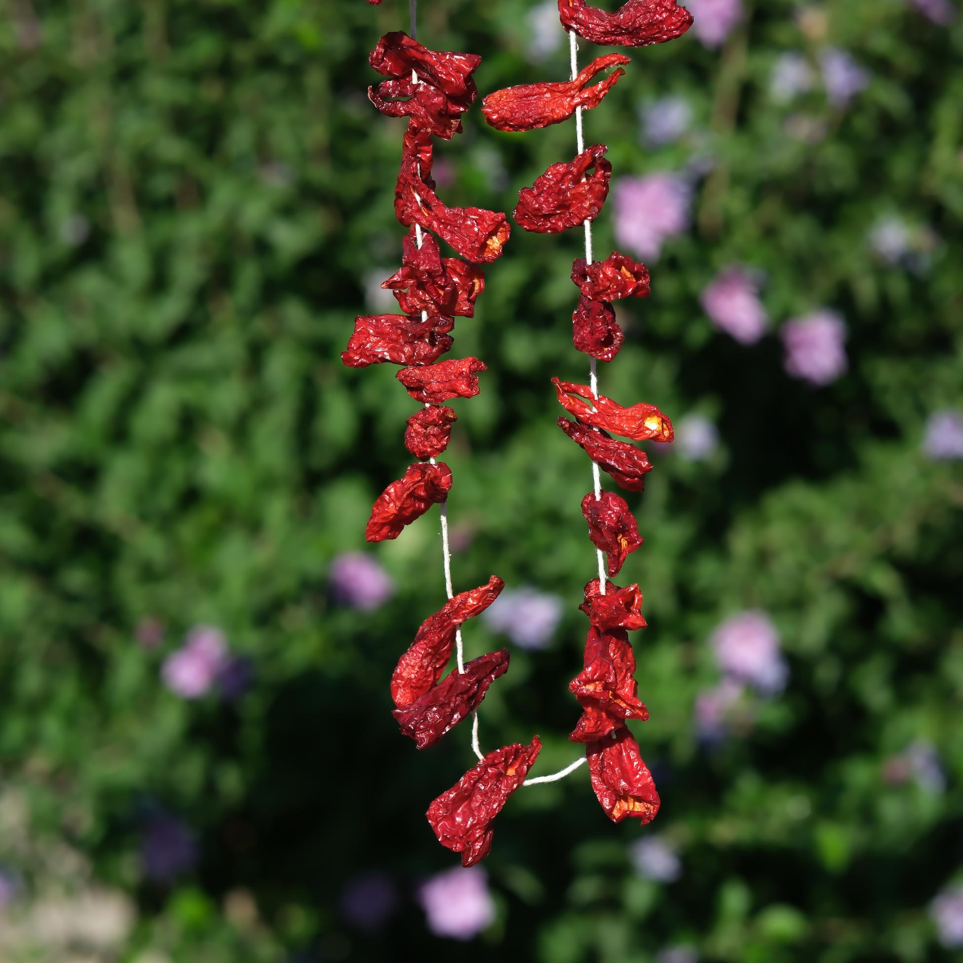 Dolmalık Kapya Kurusu - 23-25 Adet