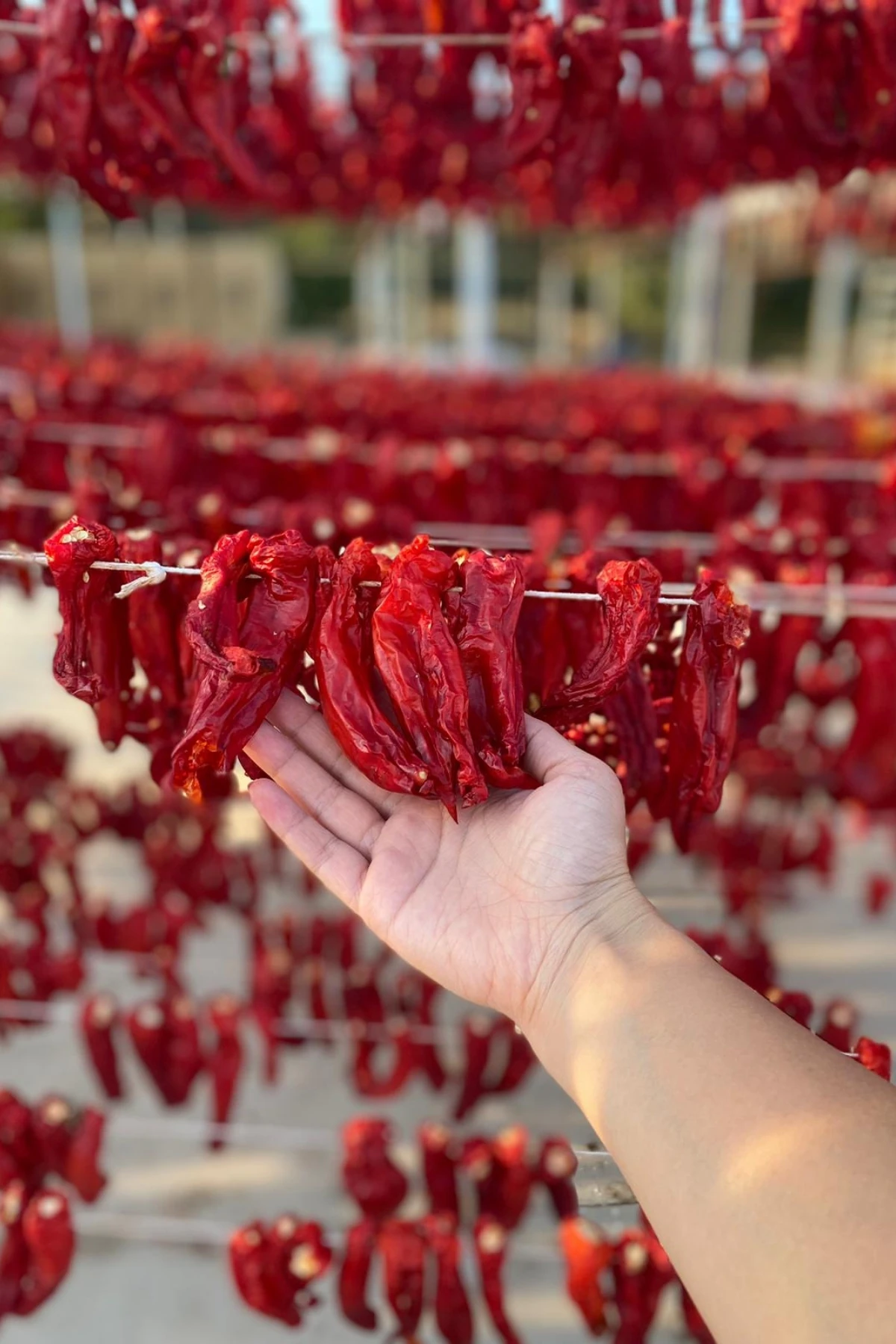 Kızartmalık Köy Biberi