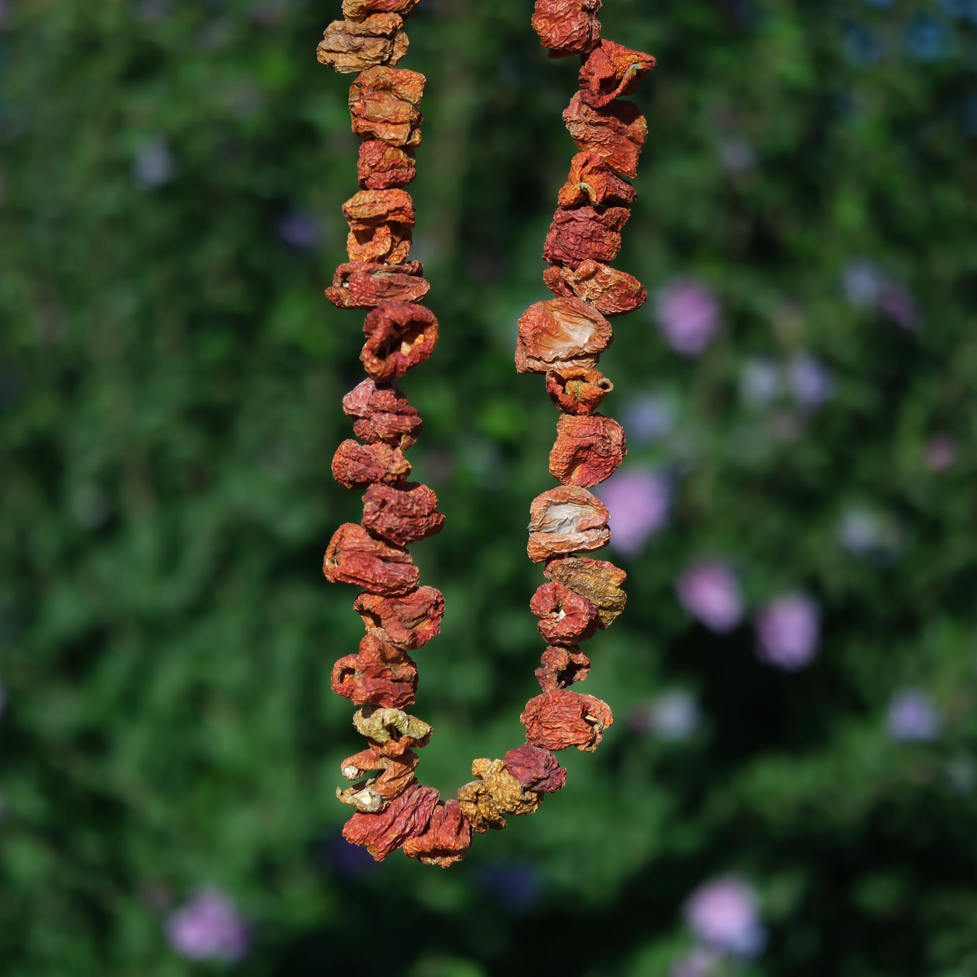 Tatlı Dolmalık Biber