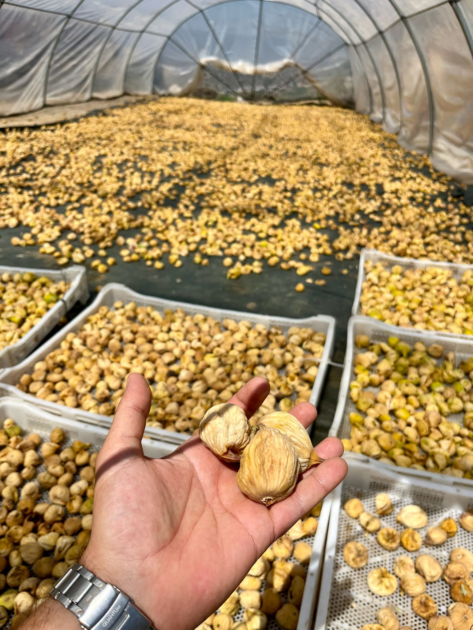 Aydın Dağ İnciri (Premium Seçim) - Orta Boy