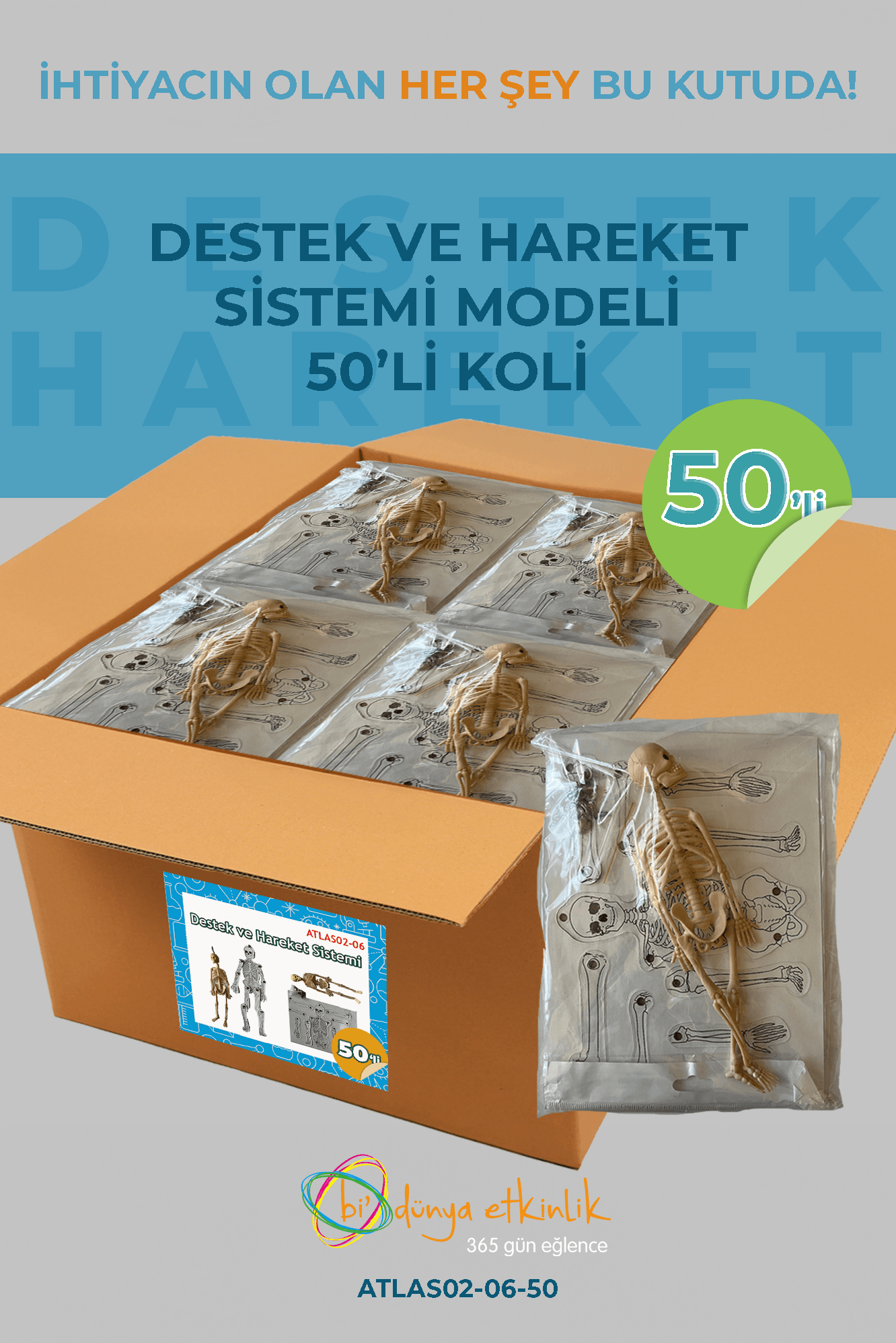 Destek ve Hareket Sistemi Modeli Deney Seti 50'li Koli | 02-06-50