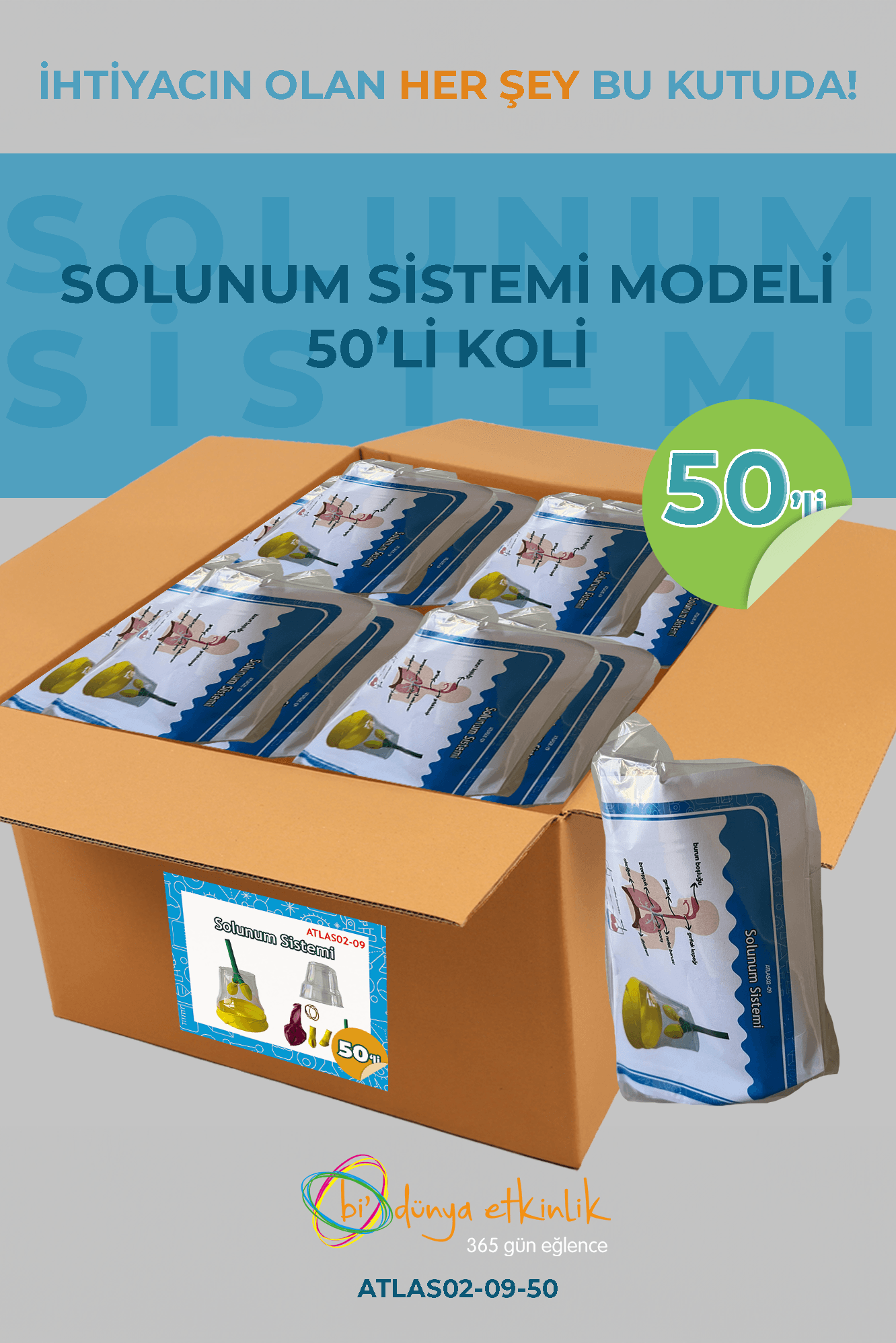 Solunum Sistemi Modeli Deney Seti 50'li Koli | 02-09-50