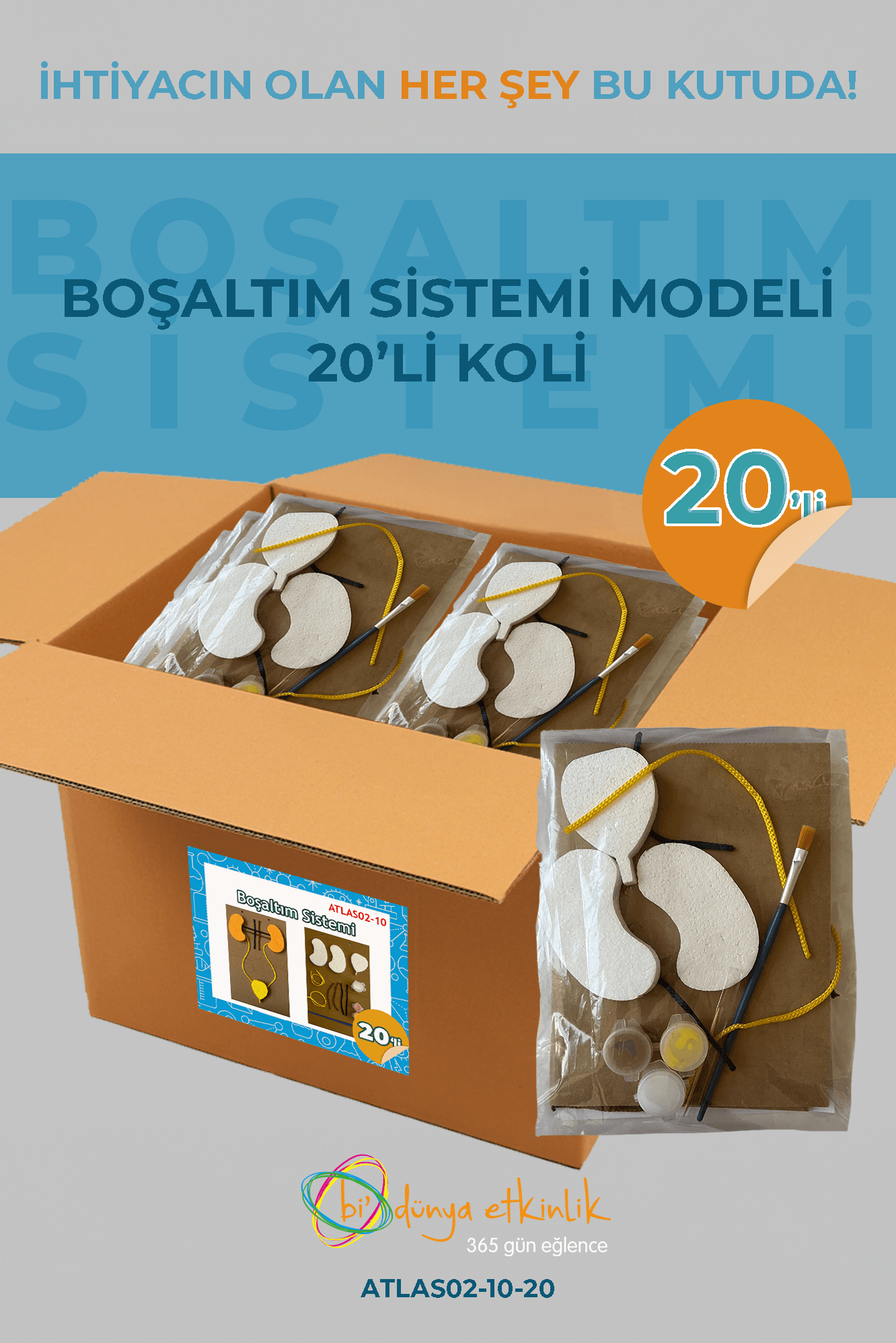 Boşaltım Sistemi Modeli Deney Seti 20'li Koli | 02-10-20