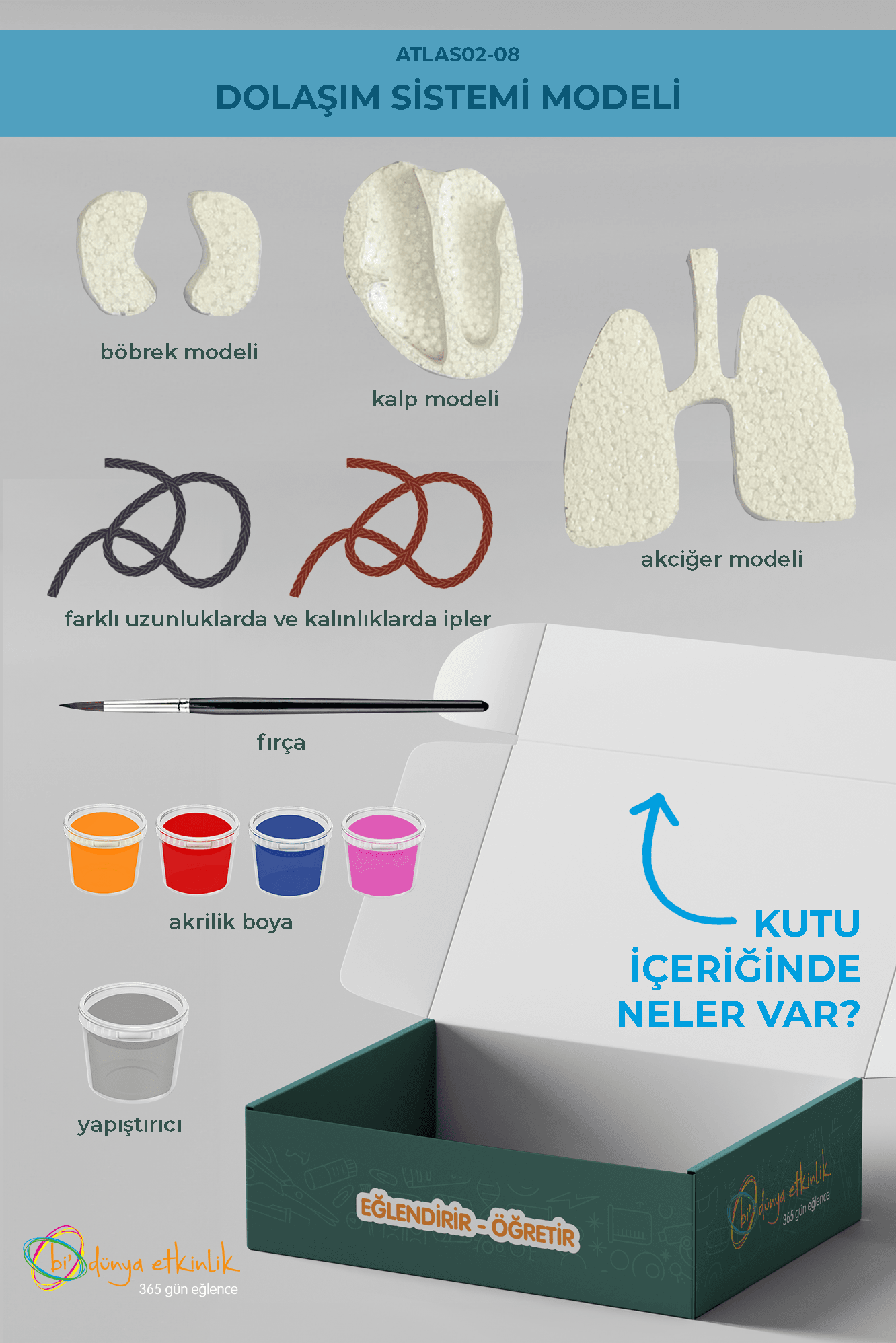 Dolaşım Sistemi Modeli Deney Seti | 02-08