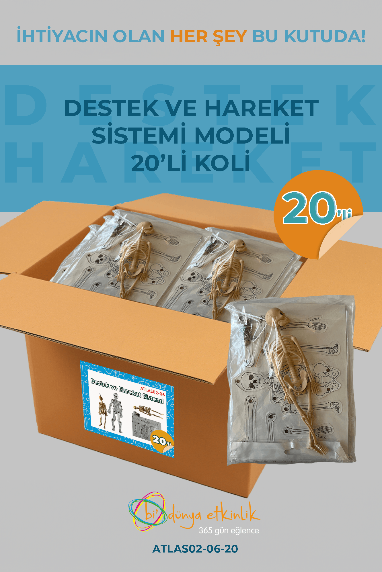 Destek ve Hareket Sistemi Modeli Deney Seti 20'li Koli | 02-06-20