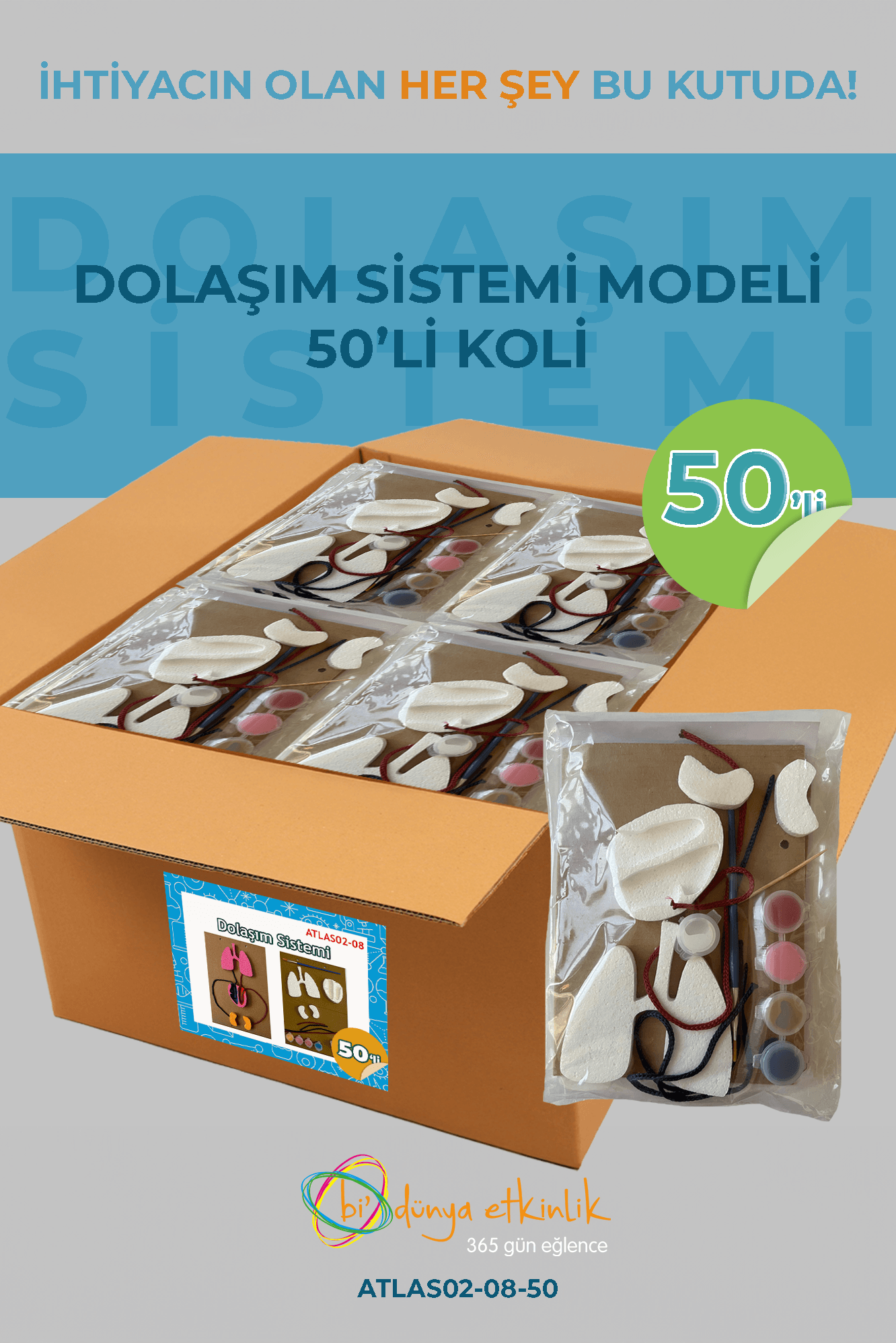 Dolaşım Sistemi Modeli Deney Seti 50'li Koli | 02-08-50