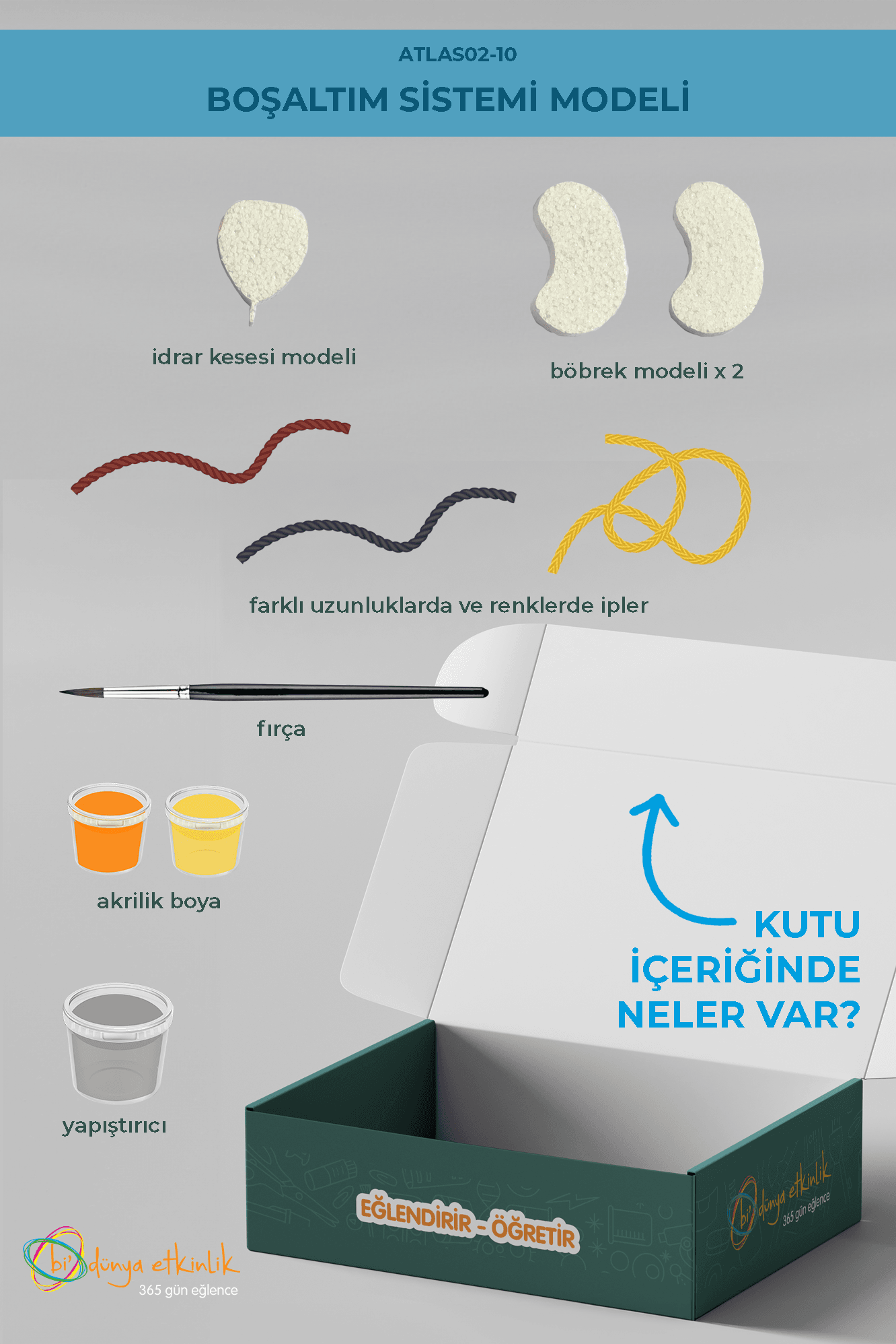 Boşaltım Sistemi Modeli Deney Seti | 02-10