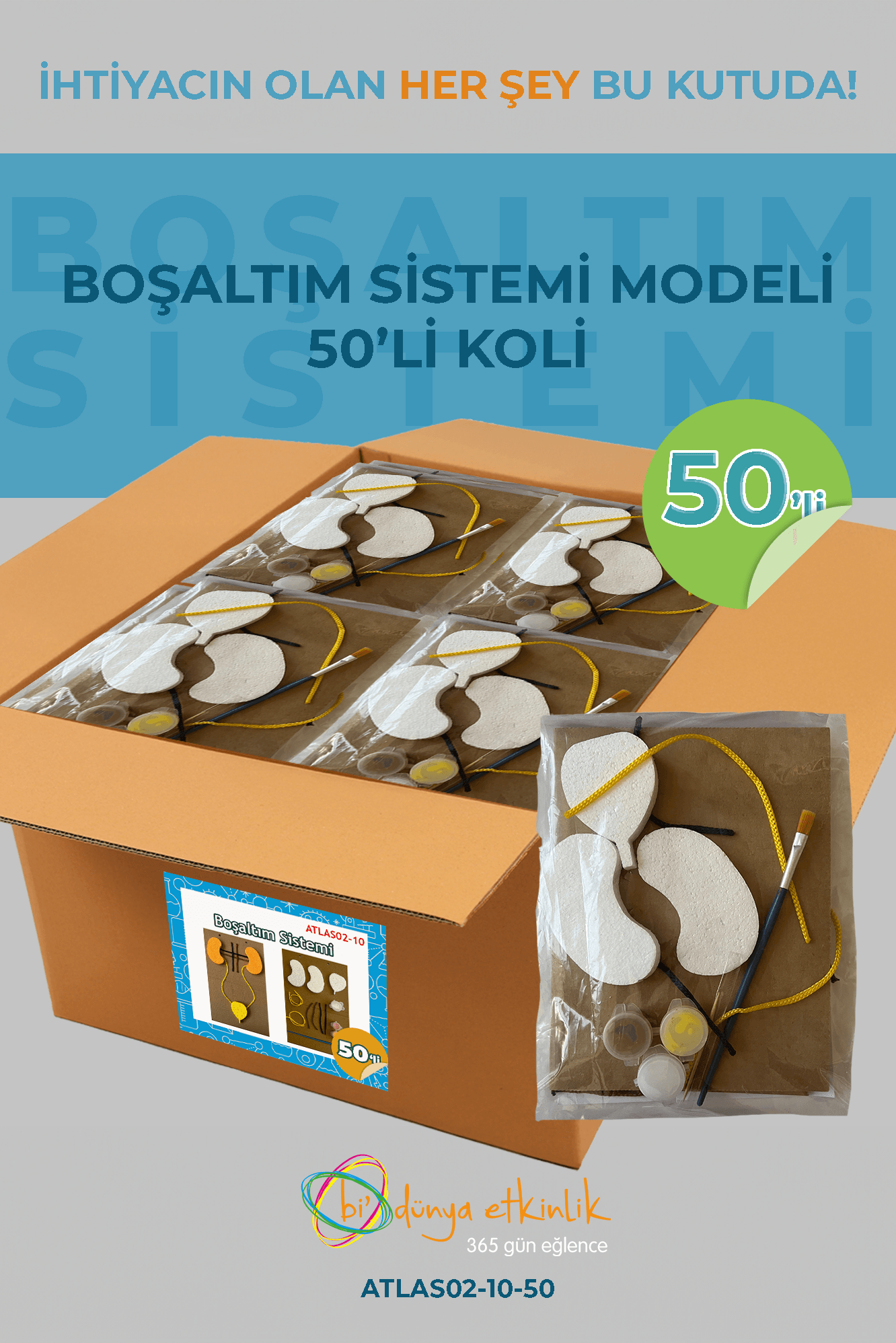 Boşaltım Sistemi Modeli Deney Seti 50'li Koli | 02-10-50