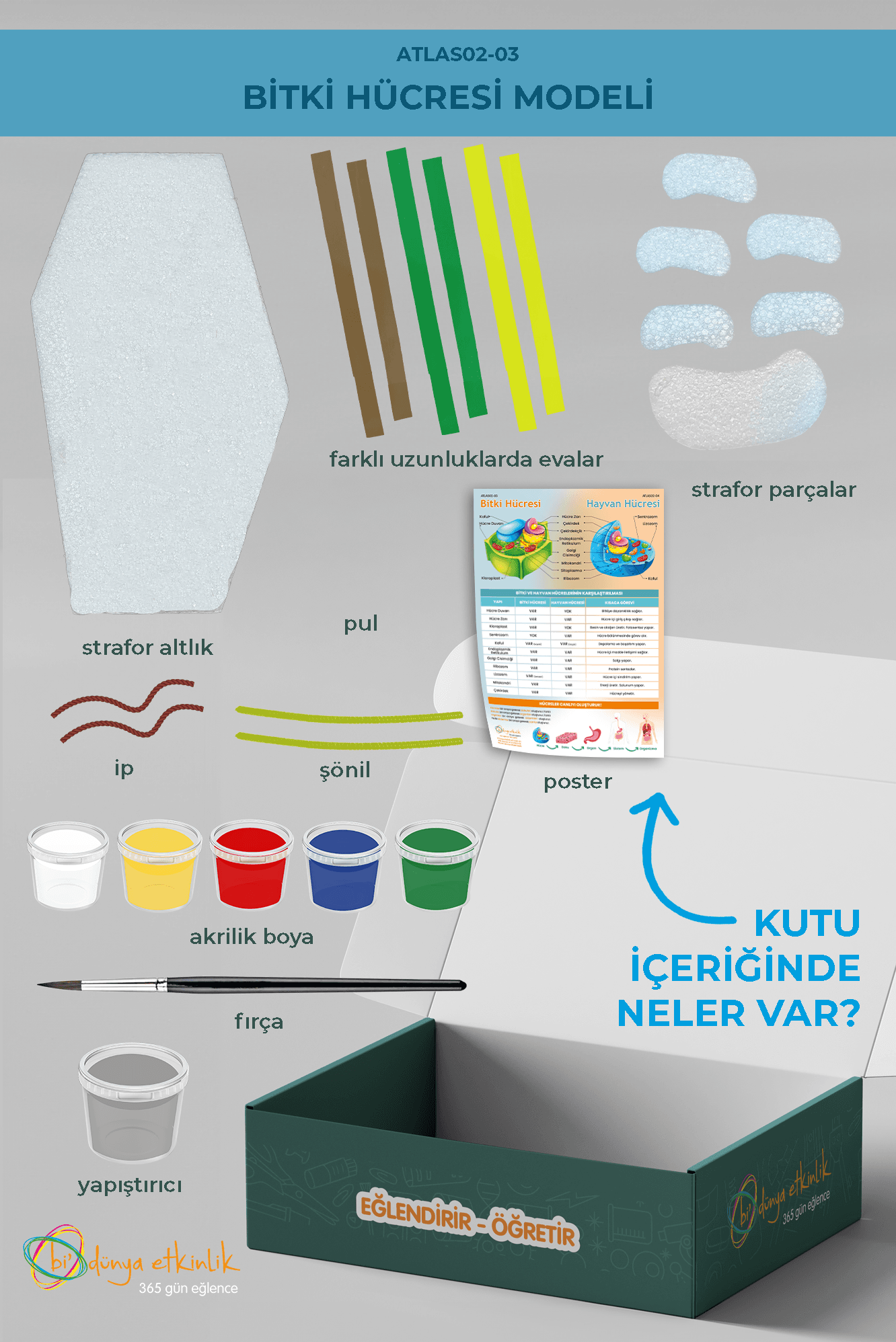 Bitki Hücresi Modeli Deney Seti | 02-03