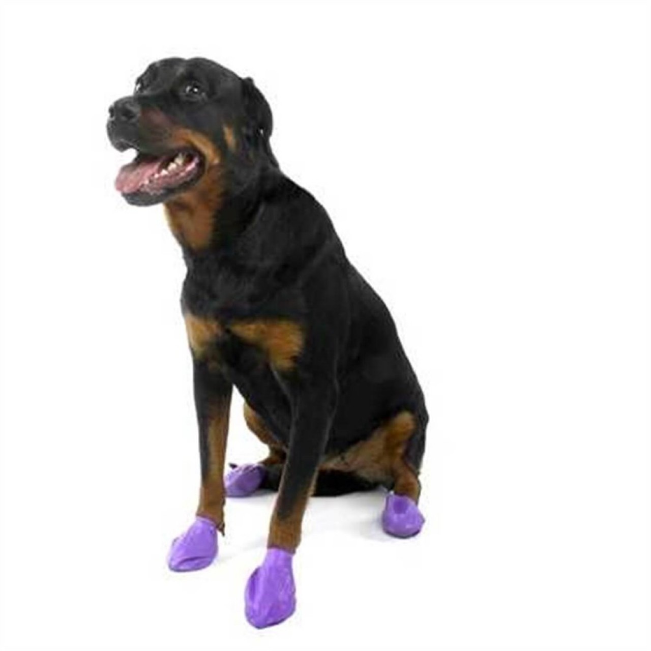 PAWZO GALOŞ LARGE PURPLE