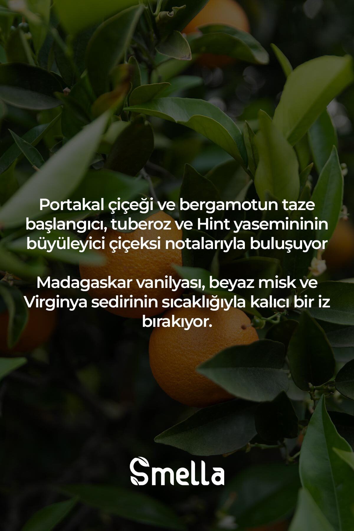 Orange Bloom Parfümlü Kadın Vücut Spreyi Vücut Kokusu Vücut Misti Body Mist Spray 250ml