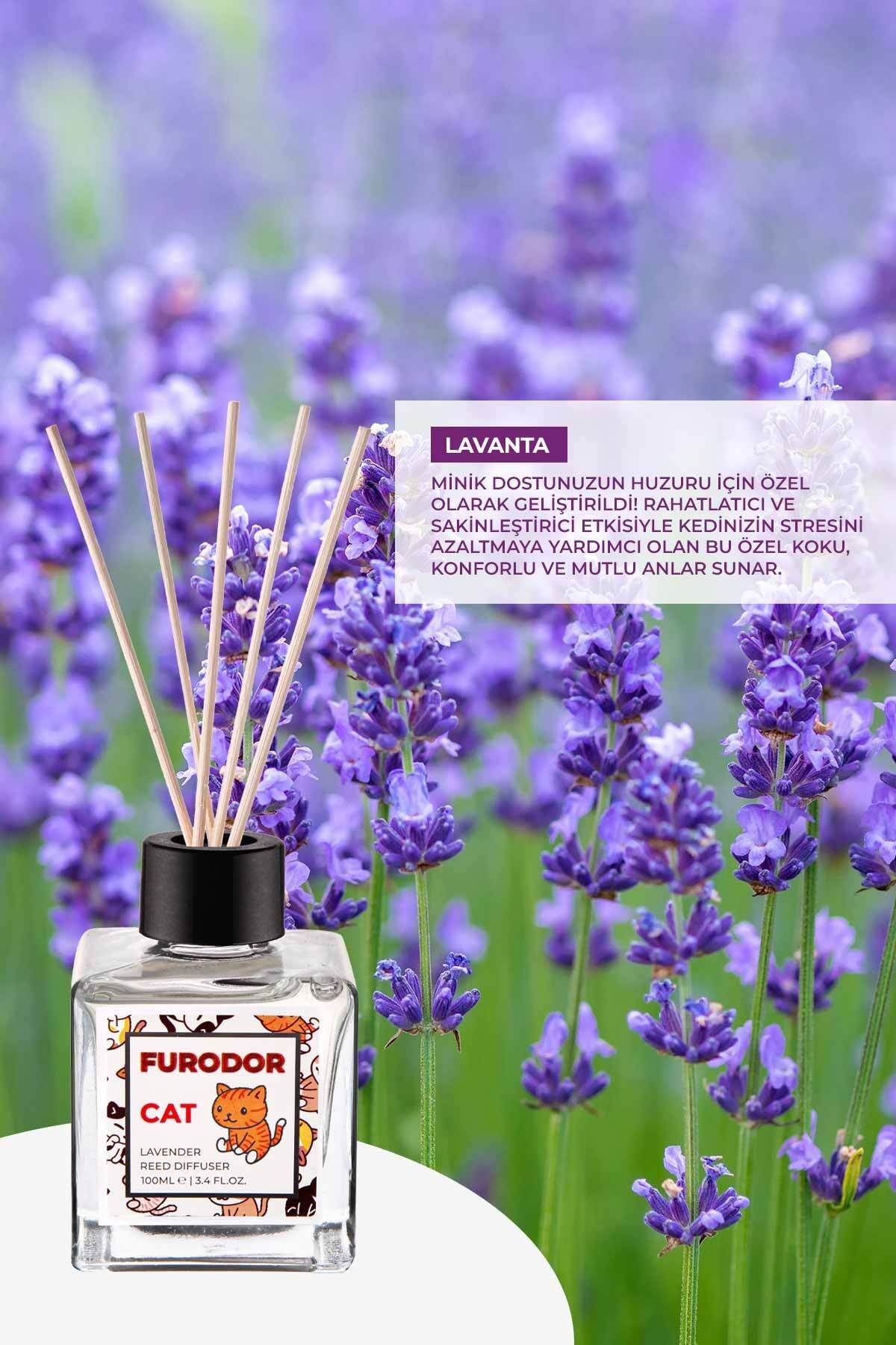 Kediler için Özel Lavanta Çubuklu Oda Kokusu Cat Lavender Reed Diffuser 100ml