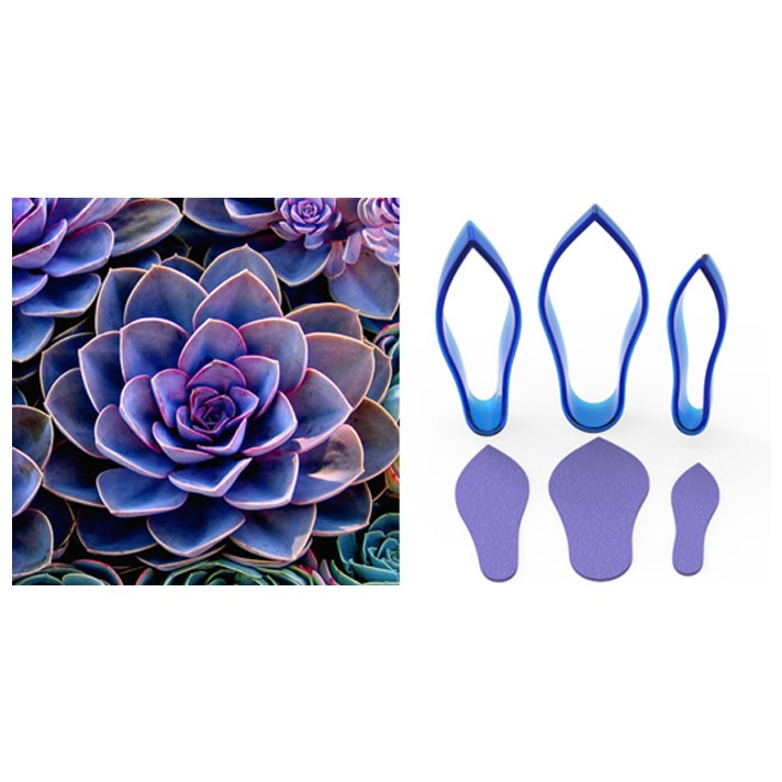 Succulent Çiçek Yapım Set