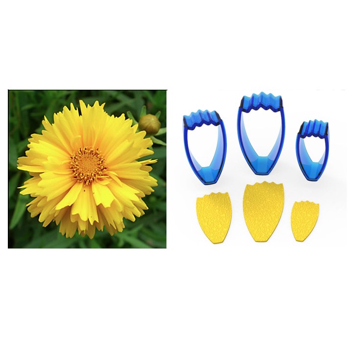 Calliopsis Çiçek Yapım Seti