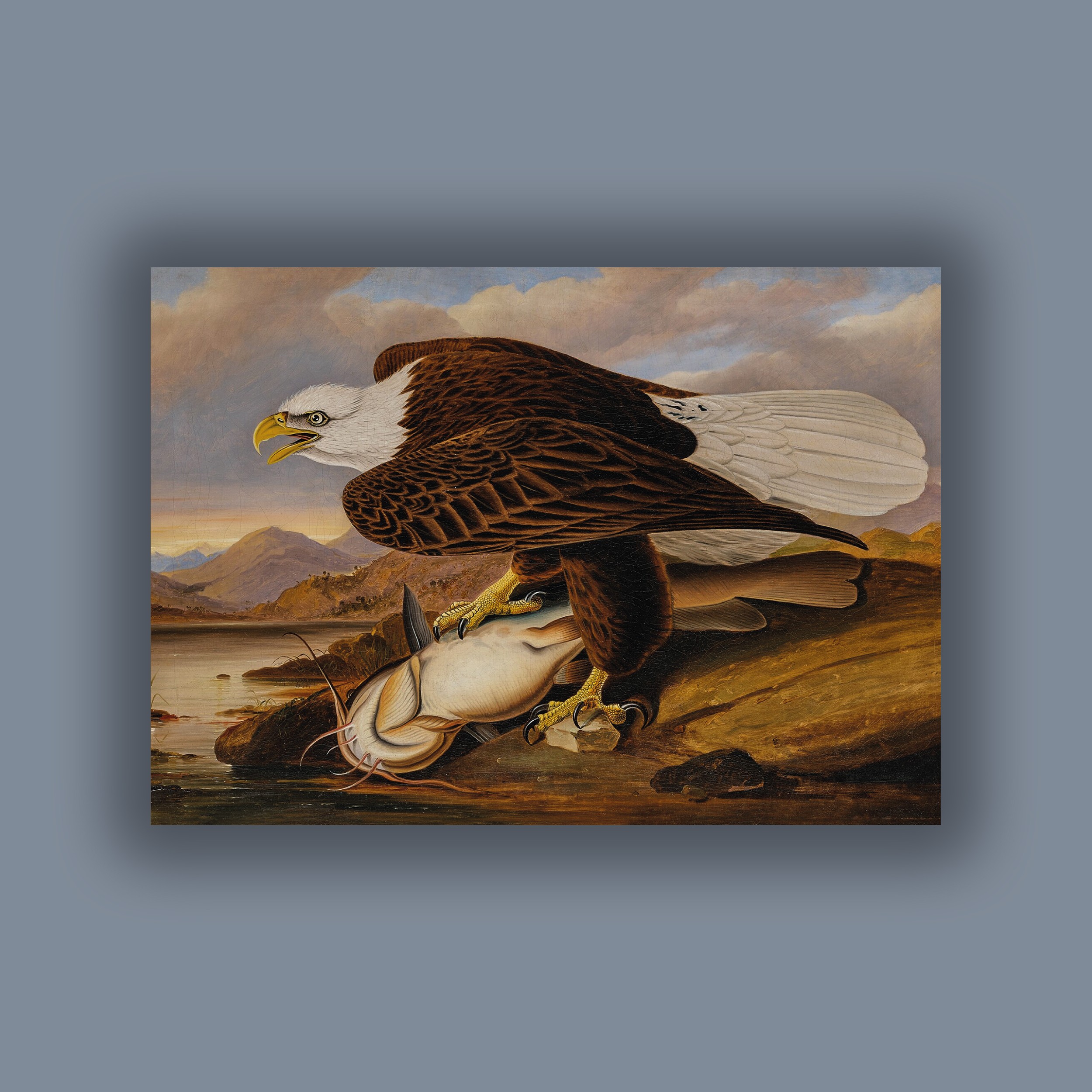 John James Audubon - Beyaz Başlı Kartal Poster