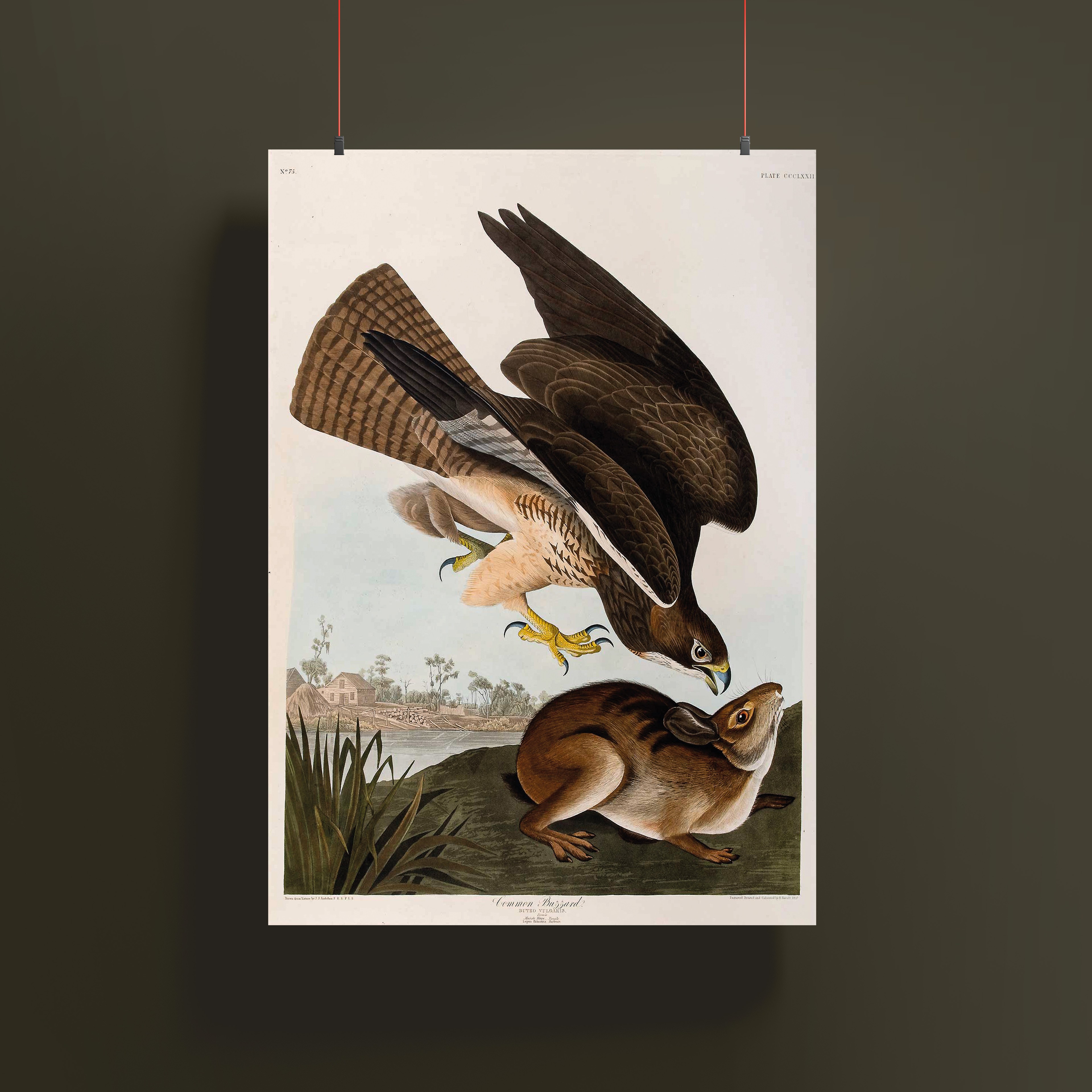 John James Audubon - Şahin Poster