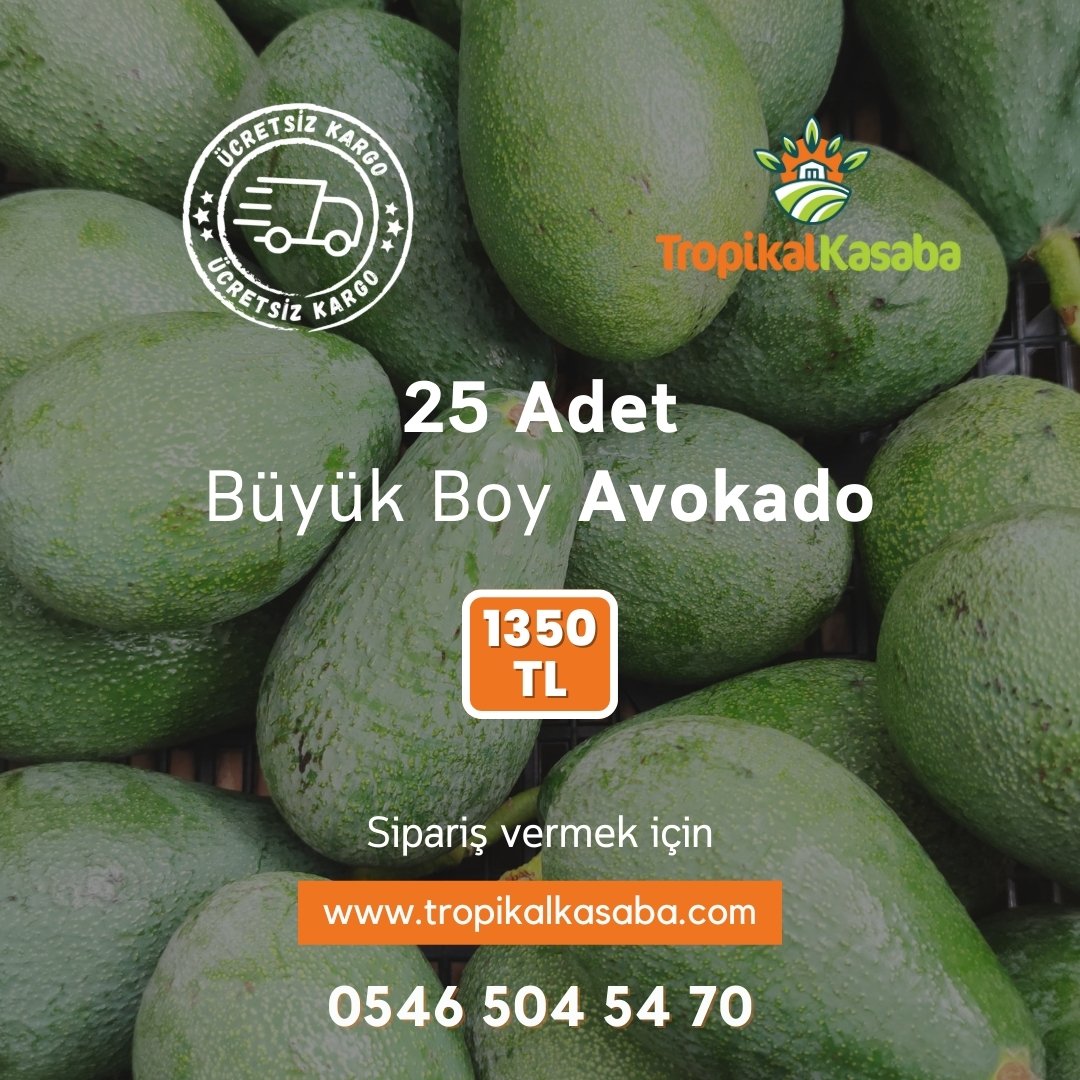 25 Adet Avokado