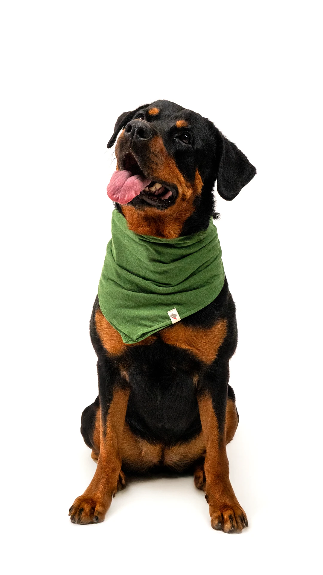 Köpek Fular - Haki image