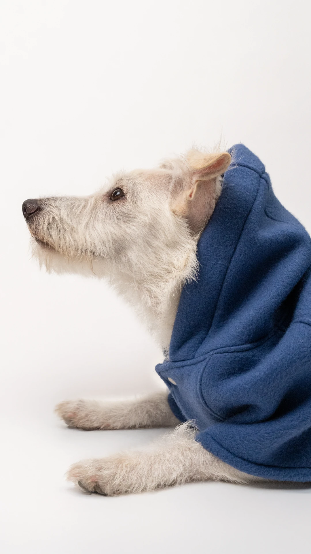 Köpek Kaban - İndigo