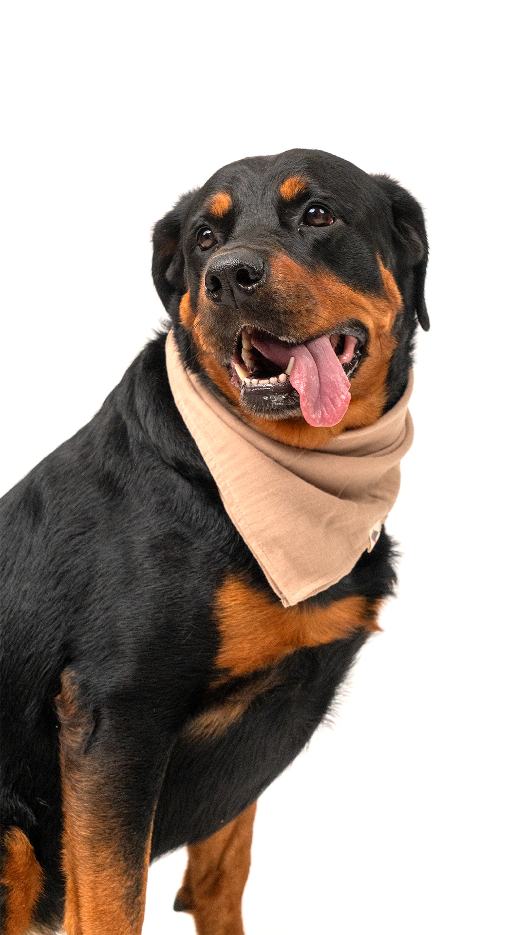 Köpek Fular - Krem image