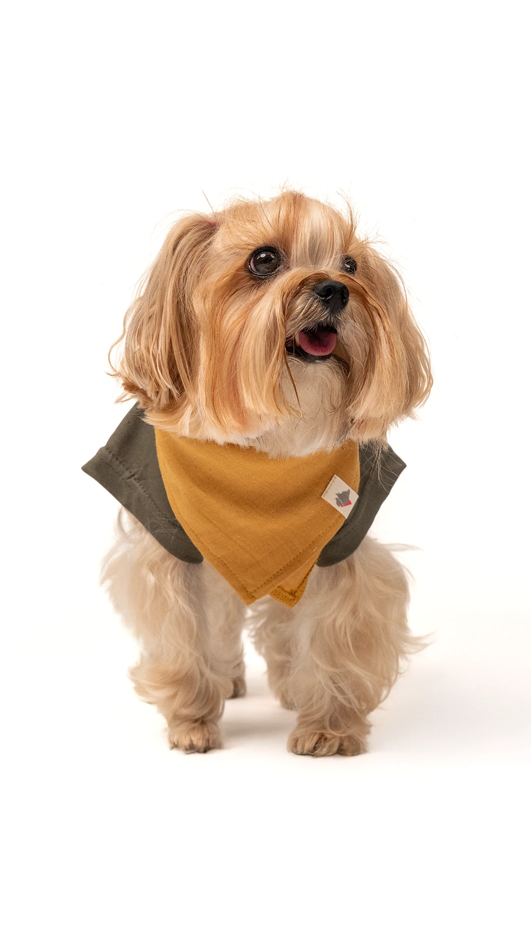 Köpek Fular - Hardal image