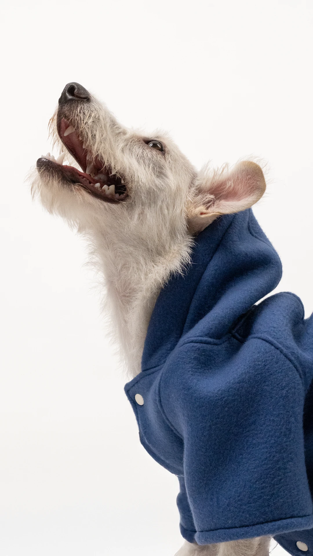 Köpek Kaban - İndigo